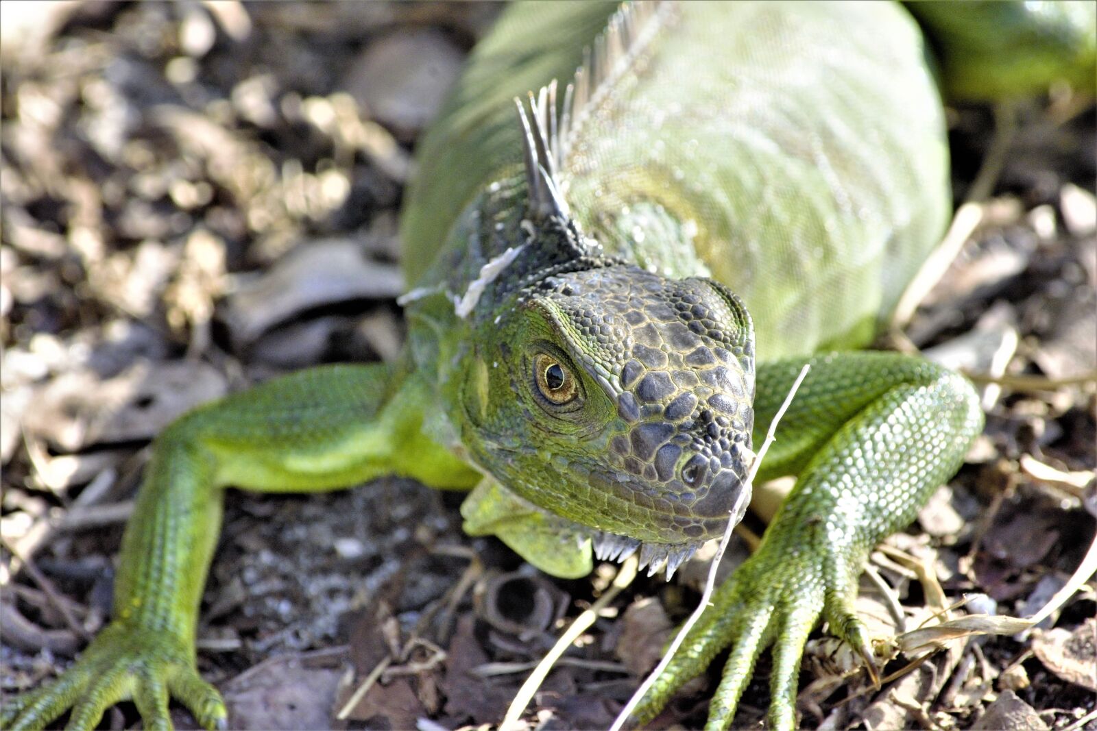 Nikon D7100 sample photo. Iguana, staring at camera photography