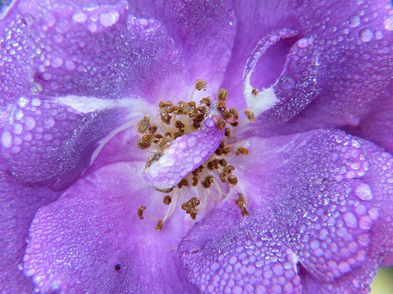 Panasonic Lumix DMC-FZ150 sample photo. Rose, purple, dew photography