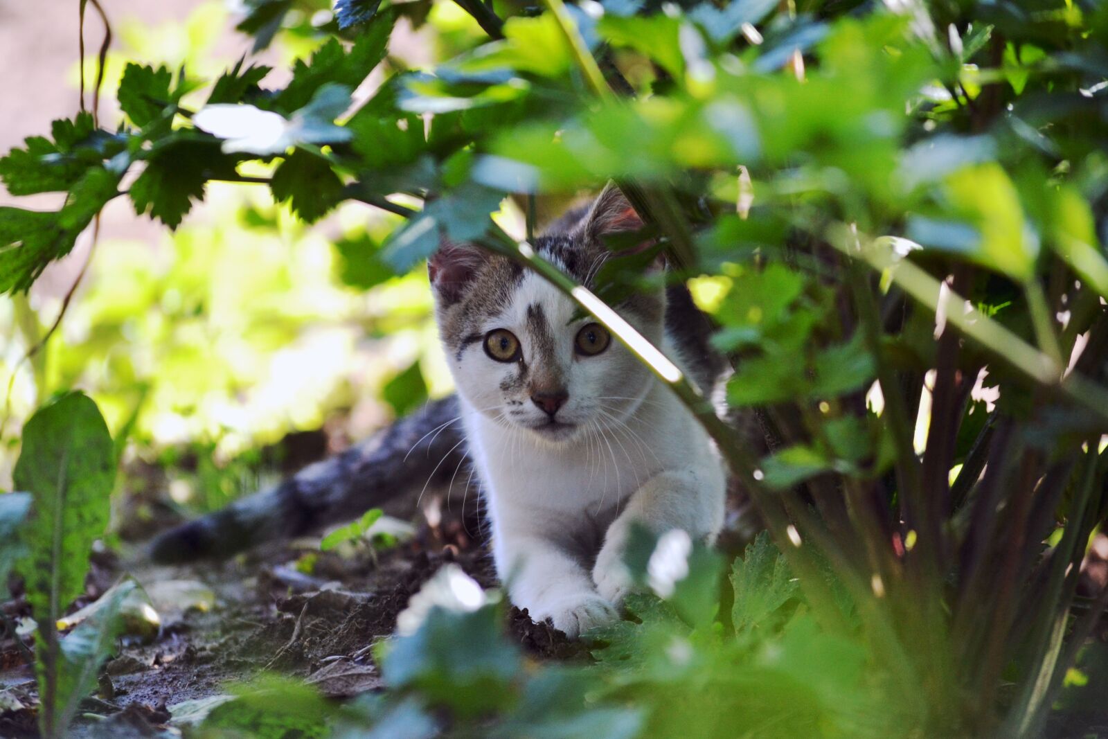 Nikon D3100 sample photo. Cat, kitten, tabby photography
