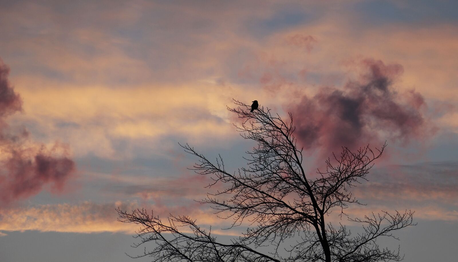 Canon EOS 100D (EOS Rebel SL1 / EOS Kiss X7) sample photo. Tree, dawn, bird photography