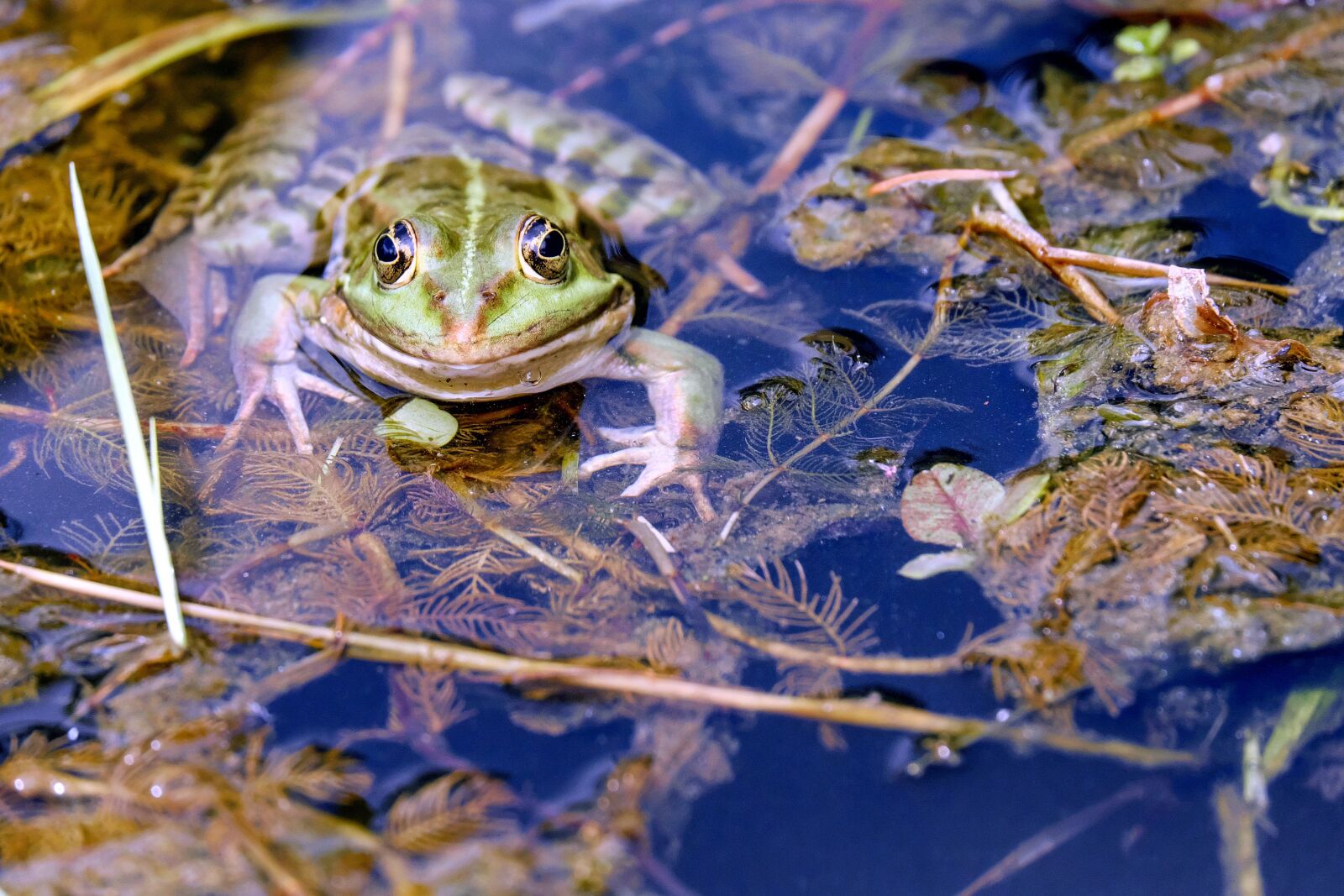 Fujifilm X-T10 + Fujifilm XC 50-230mm F4.5-6.7 OIS sample photo. Frog, water frog, animal photography