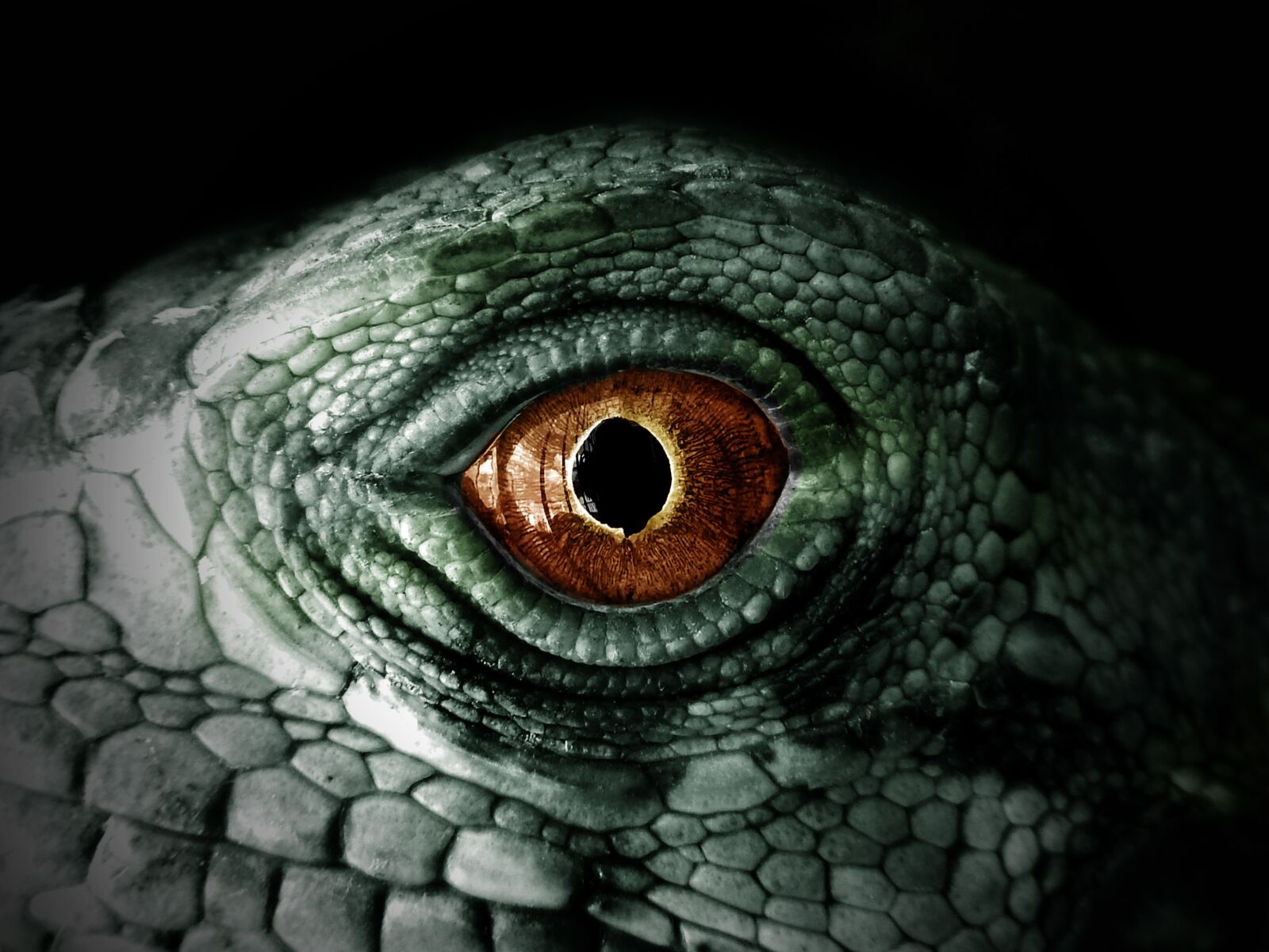 Nikon Coolpix AW110 sample photo. Iguana, reptile, lizard photography
