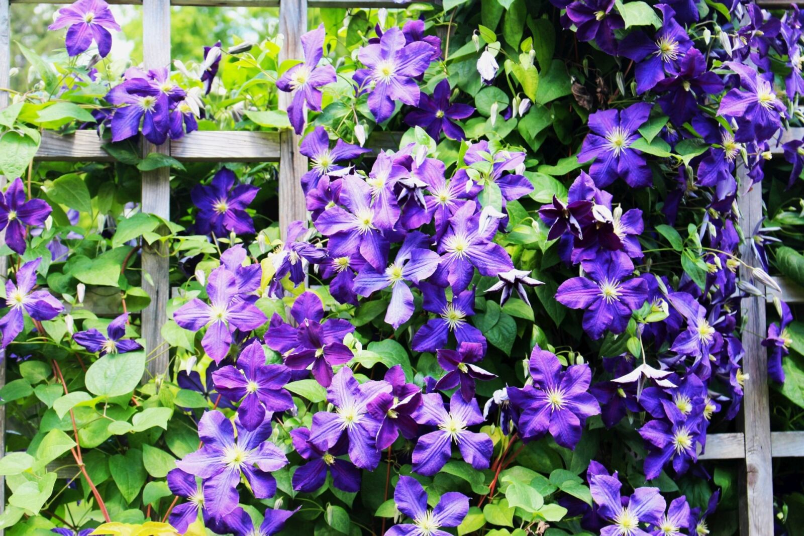 Canon EOS 700D (EOS Rebel T5i / EOS Kiss X7i) sample photo. Flowers, clematis, plant a photography