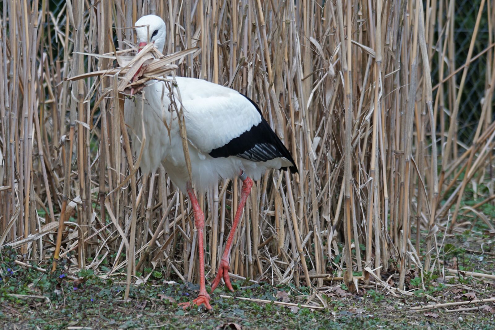 Sony ILCA-77M2 + Sony 70-400mm F4-5.6 G SSM sample photo. White stork, rattle stork photography