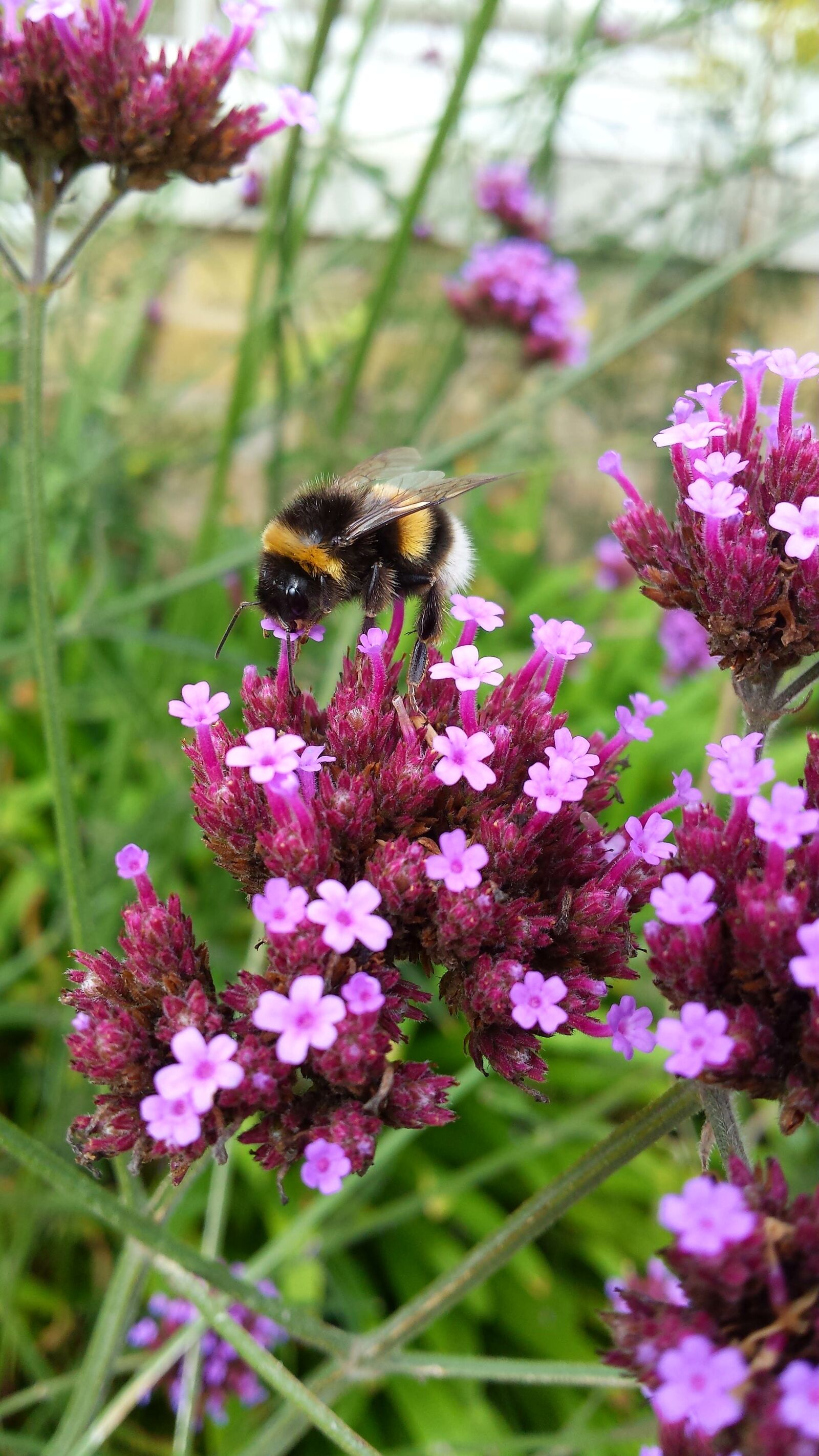 Samsung Galaxy S4 sample photo. Hummel, insect, sprinkle photography