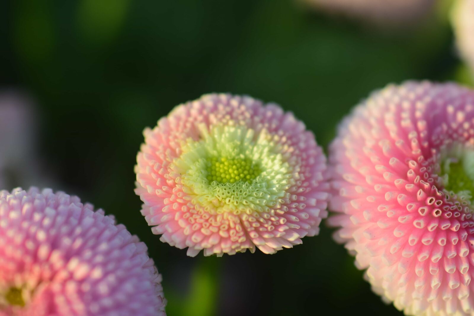 Nikon D3300 sample photo. Flora, nature, garden, summer photography