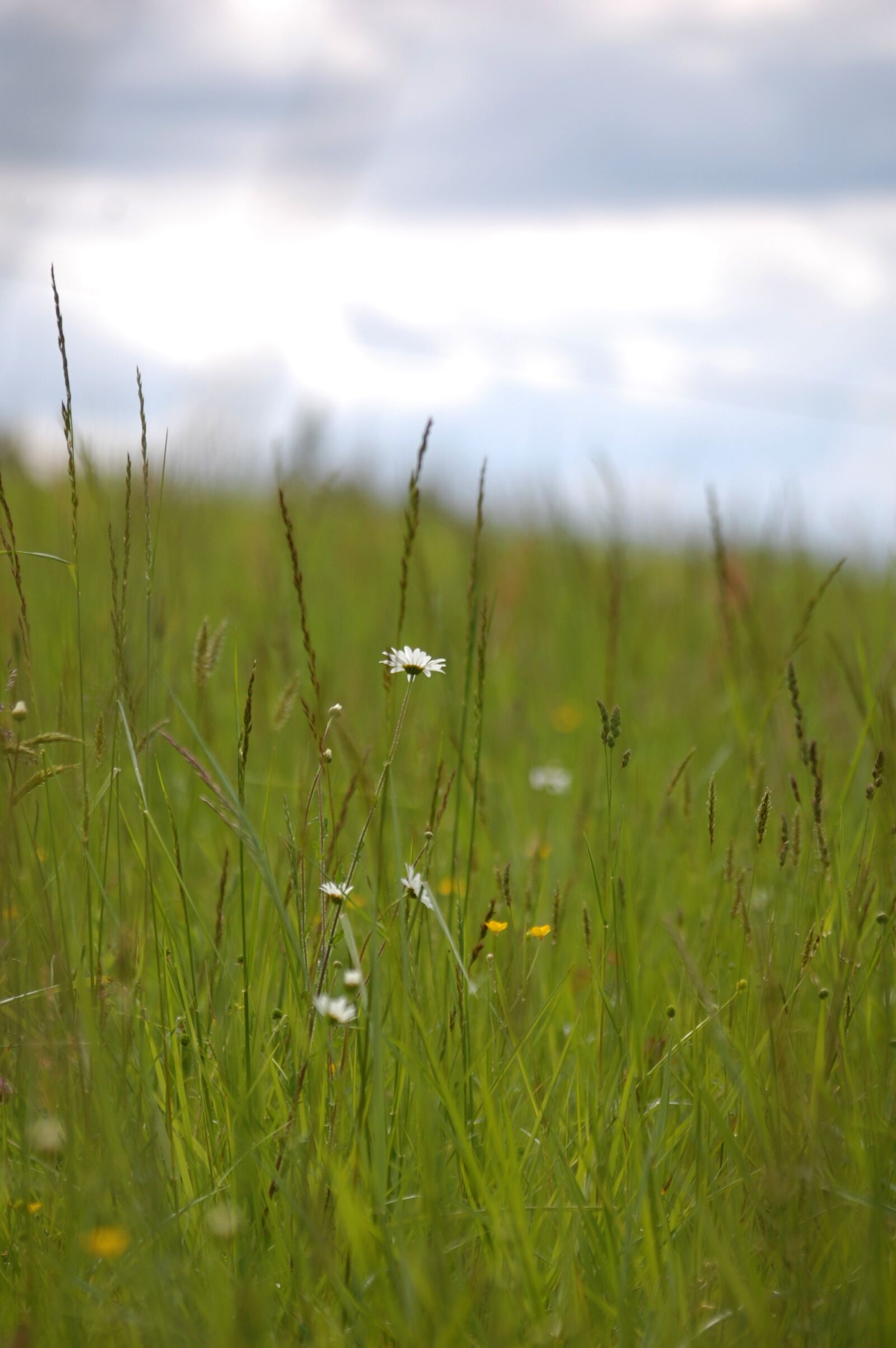 Nikon D40 sample photo. Fields, garden, flower photography