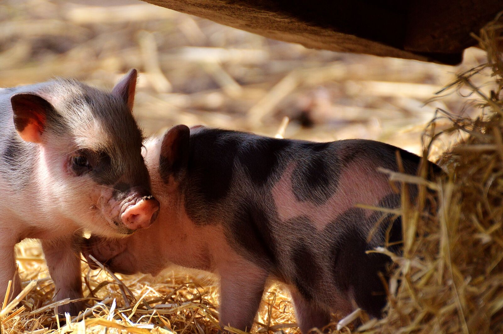 Nikon D3200 sample photo. Piglet, young animals, pig photography
