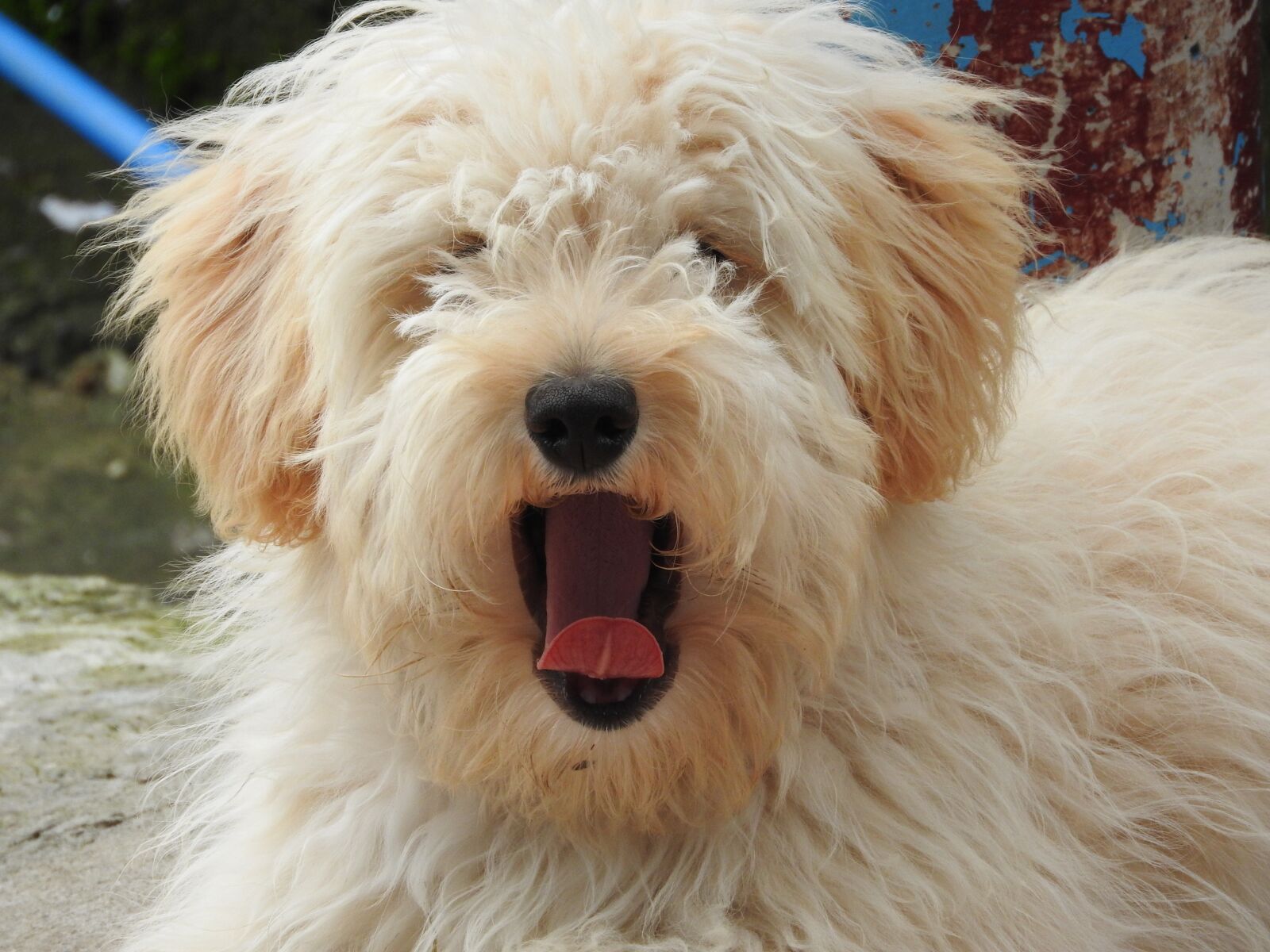 Nikon Coolpix P610 sample photo. Animal, dog, pet photography