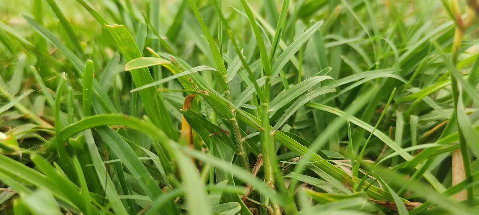 Xiaomi POCO X2 sample photo. Natural, grass, nature photography