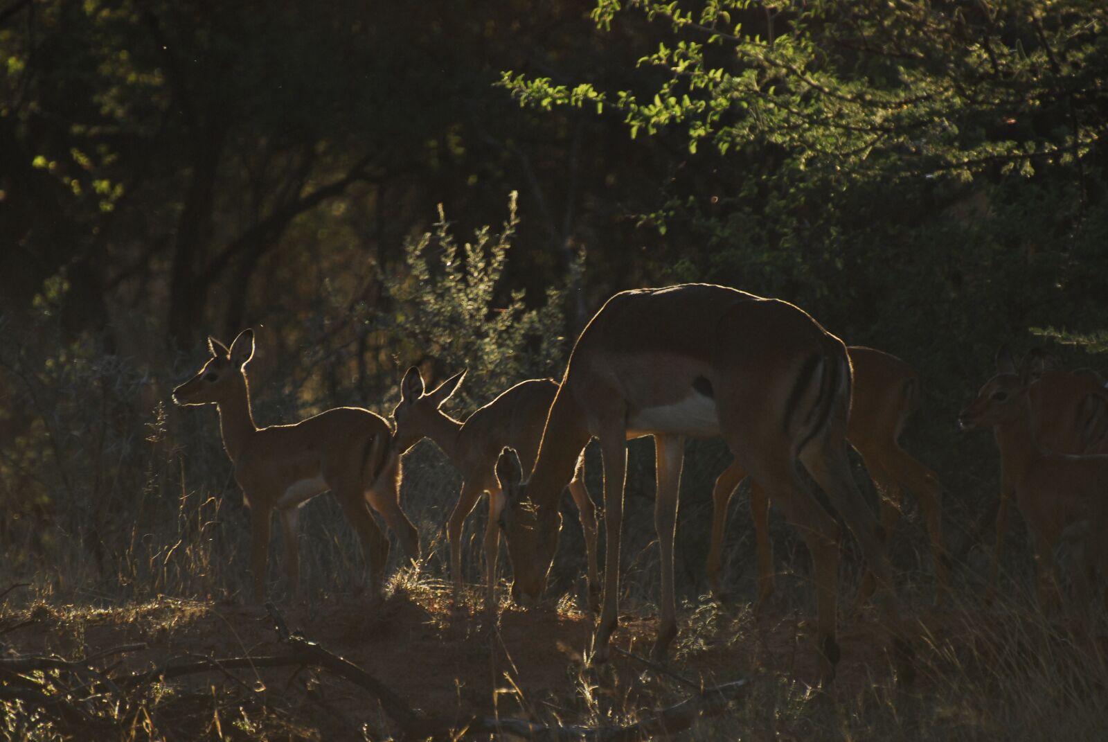Nikon D200 sample photo. Impala, earth hour, antelope photography