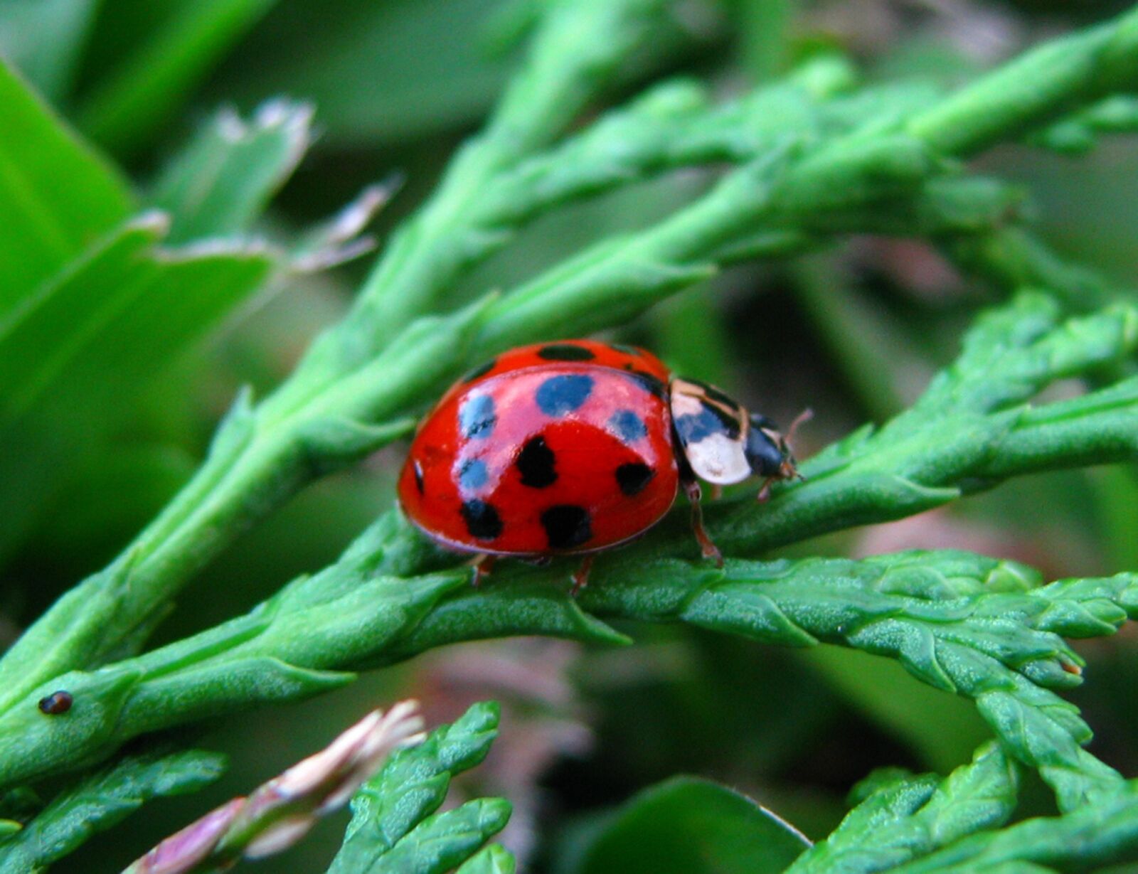 Canon POWERSHOT S5 IS sample photo. Ladybug, nature, leaves photography