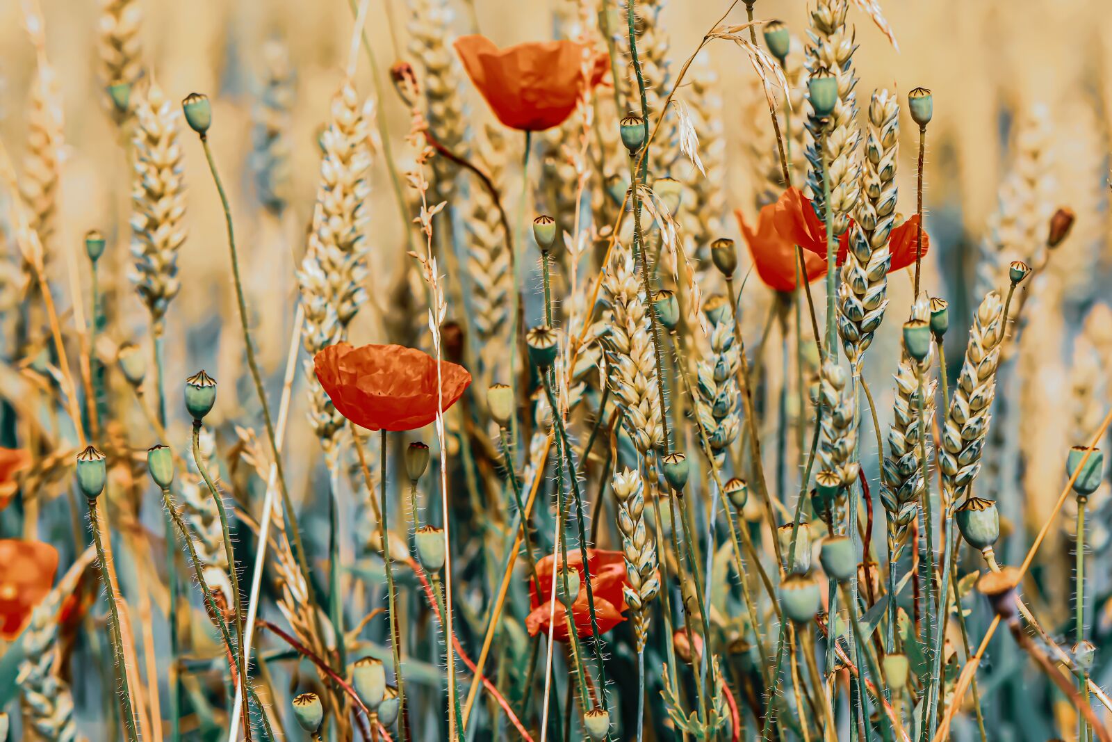 Nikon D7200 sample photo. Poppy, cereals, summer photography