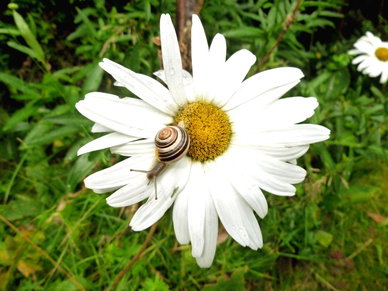Panasonic DMC-FS37 sample photo. Snail, shell, reptile photography