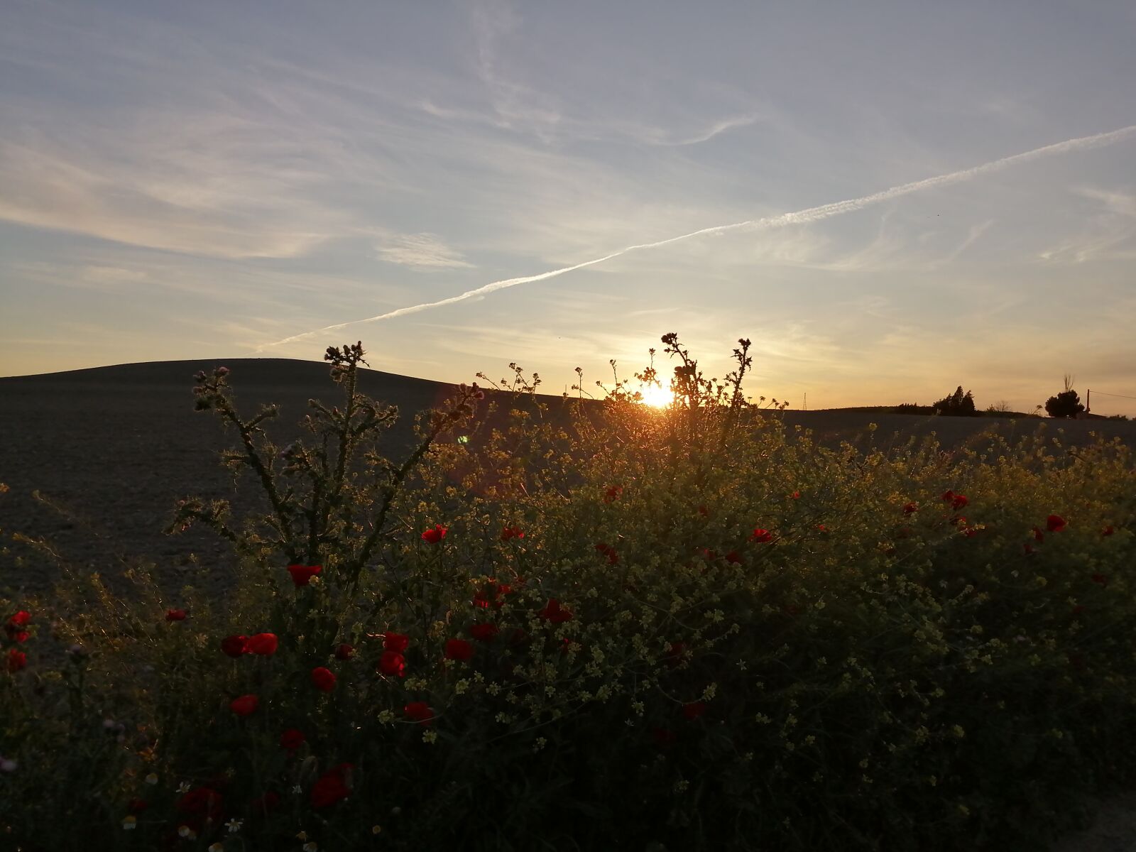 HUAWEI P SMART 2019 sample photo. Campo, flores, sol photography