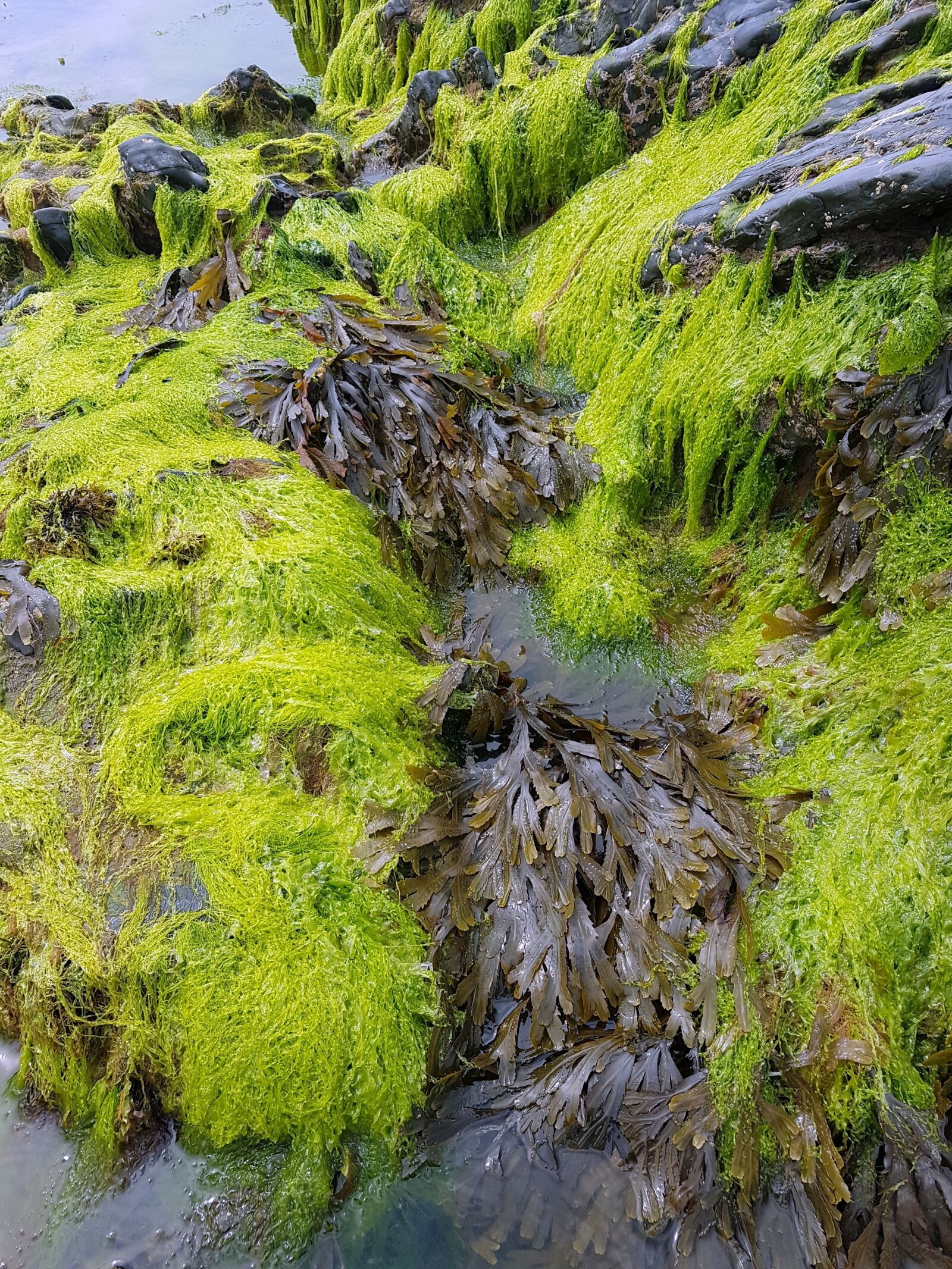 Samsung Galaxy S7 Edge sample photo. Seaweed, sea, rocks photography