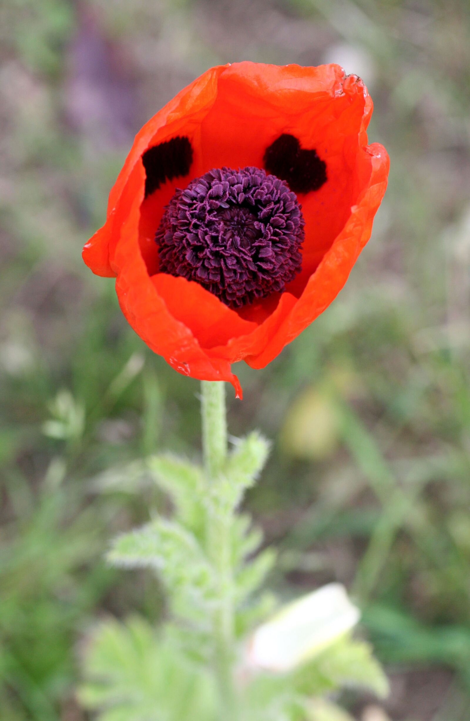 Canon EOS 350D (EOS Digital Rebel XT / EOS Kiss Digital N) sample photo. Hatching, poppy, flower photography