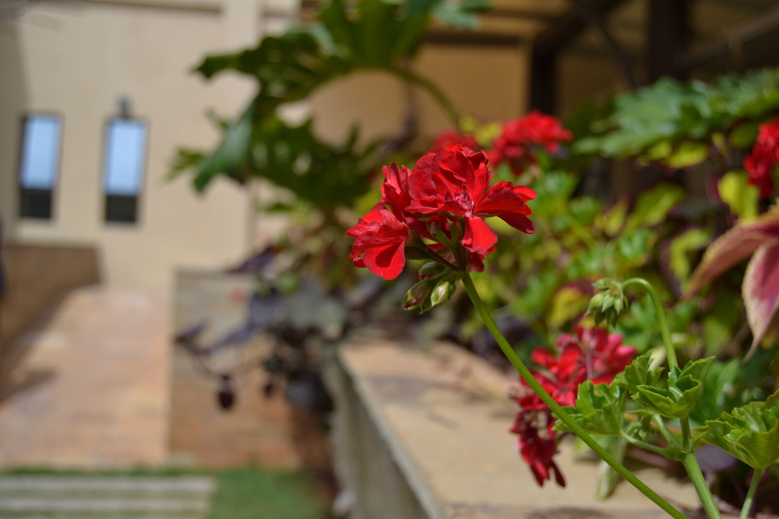 Nikon D3100 sample photo. Beautiful, flowers photography