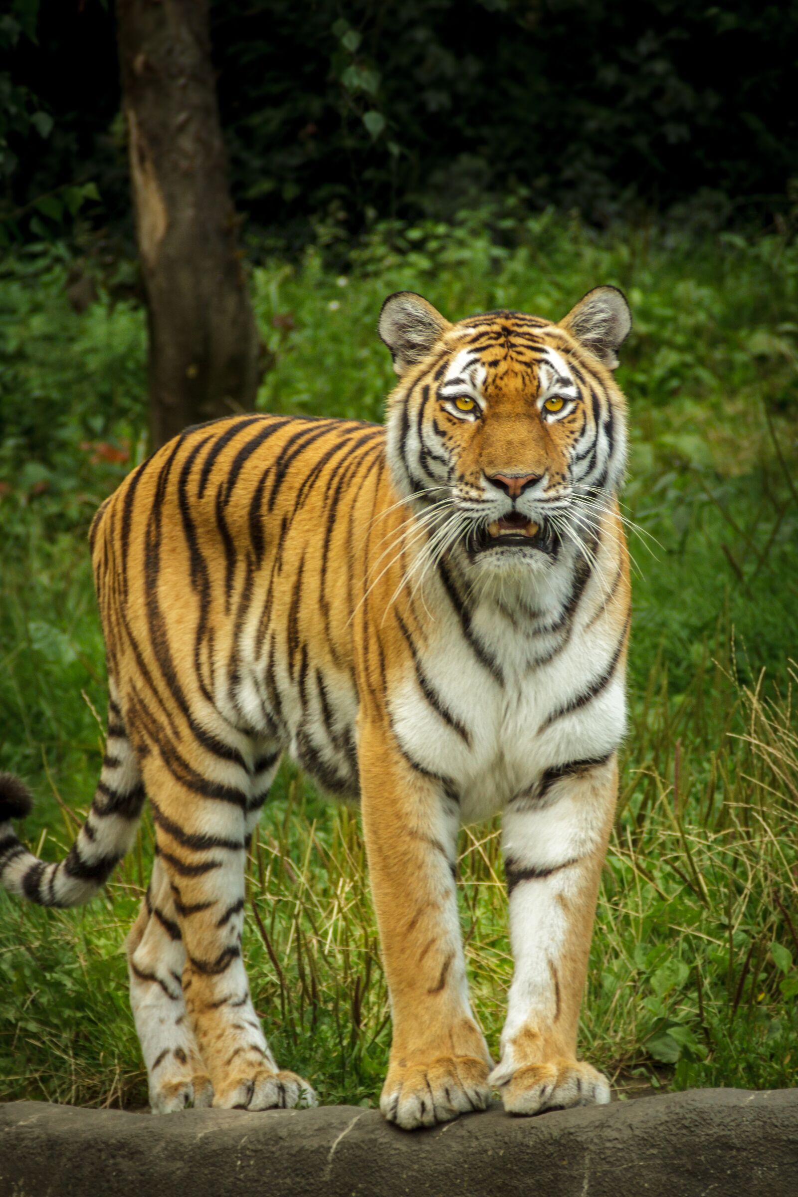 Canon EOS 7D sample photo. Panthera tigris altaica, tiger photography