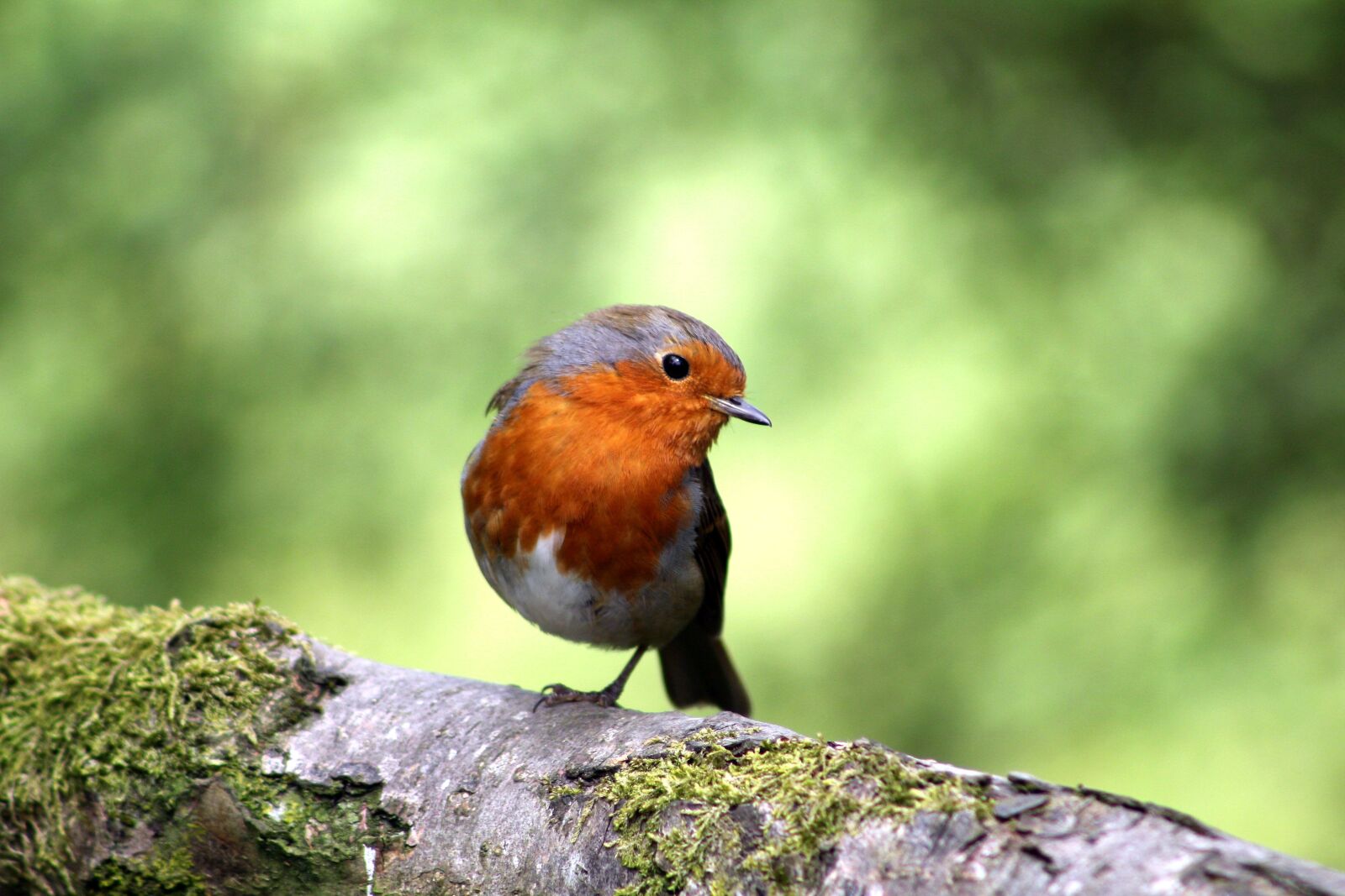 Canon EOS 550D (EOS Rebel T2i / EOS Kiss X4) sample photo. Bird, robin, feather photography