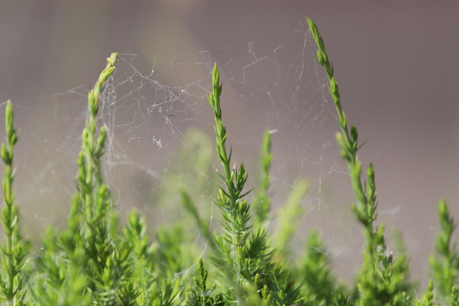 Canon EOS 6D Mark II + Canon EF 70-200mm F2.8L IS II USM sample photo. Spider's web, nature, spider photography
