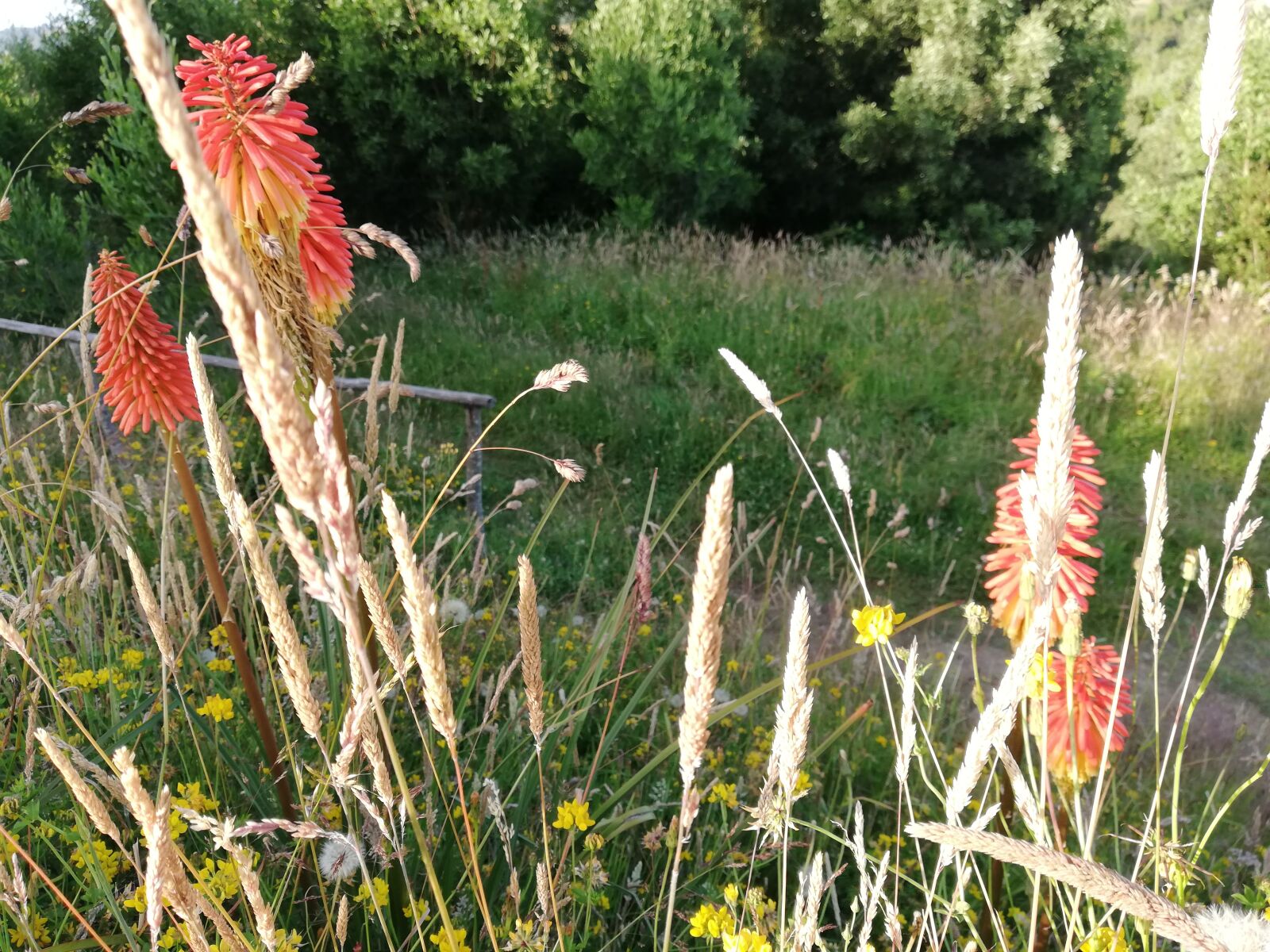 HUAWEI P20 lite sample photo. Flowers, green, field photography