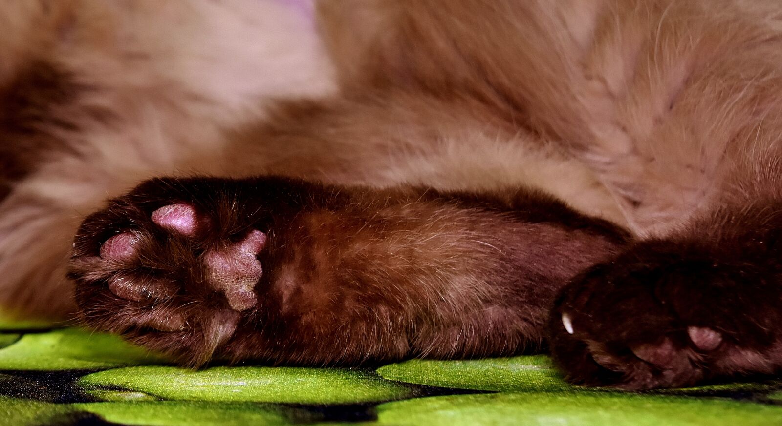 Nikon D7200 sample photo. Cat's paw, brown, british photography