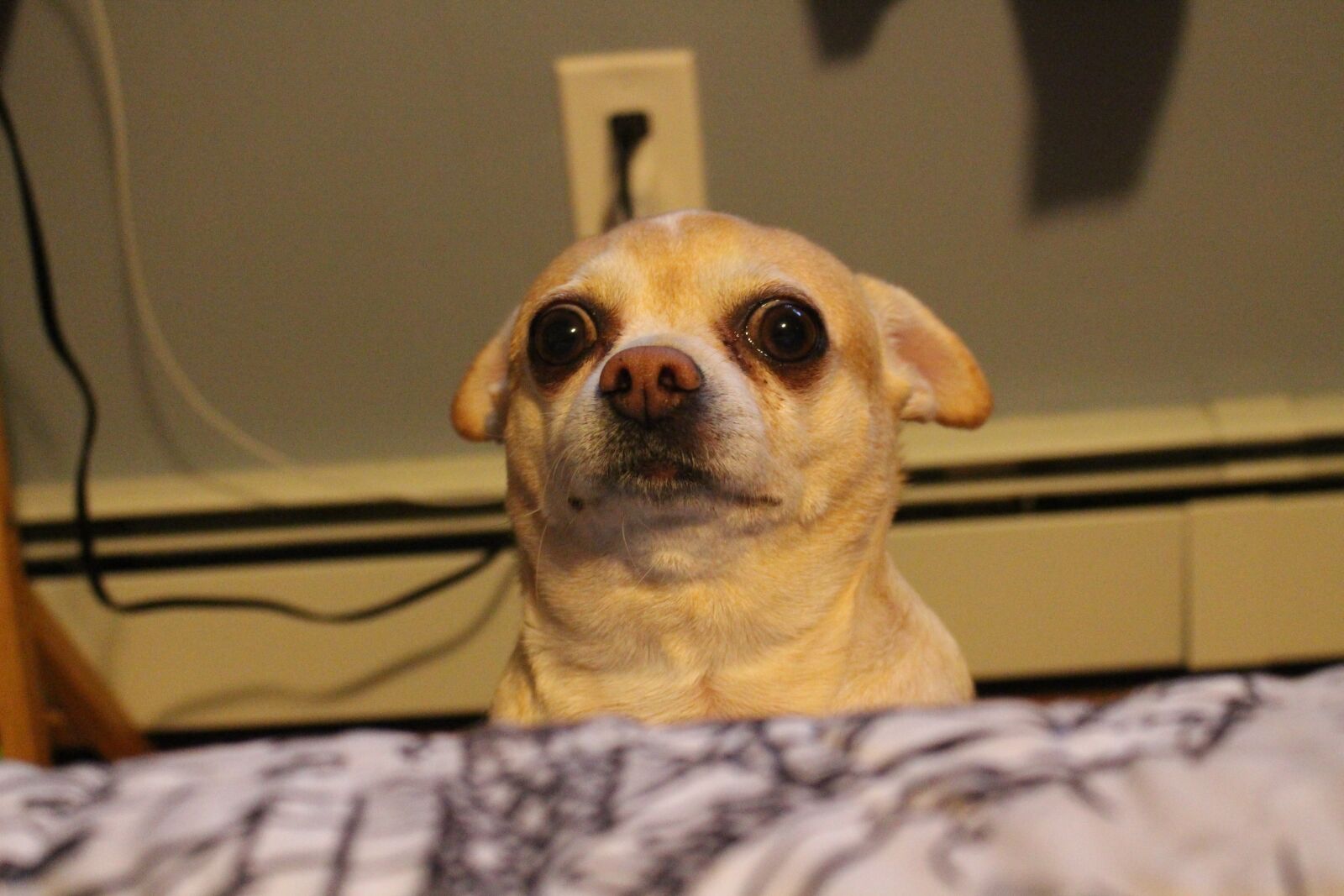 Canon EOS 700D (EOS Rebel T5i / EOS Kiss X7i) sample photo. Pet, cute, dog photography