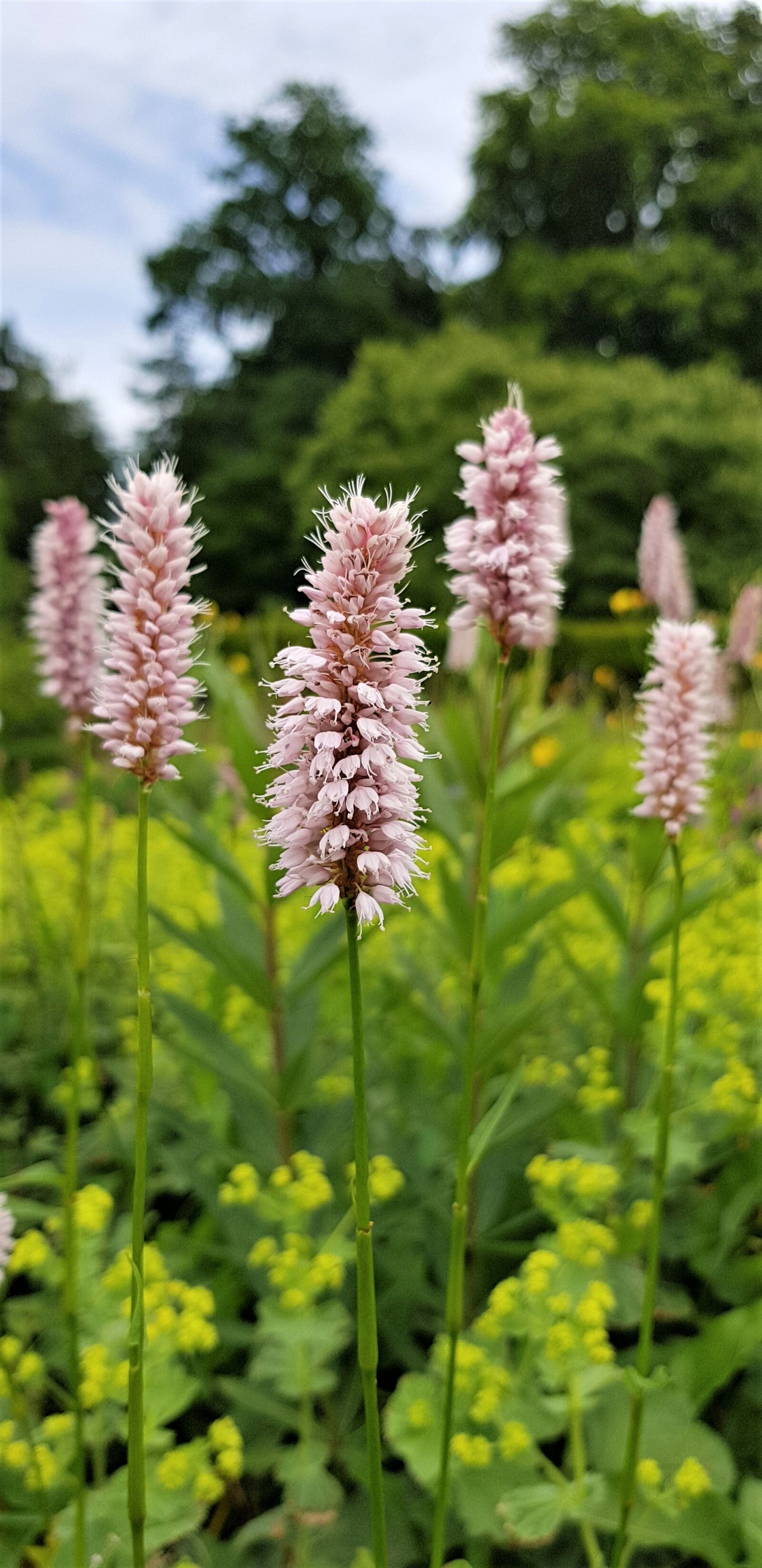 Samsung Galaxy S8 sample photo. Flower, green, nature photography