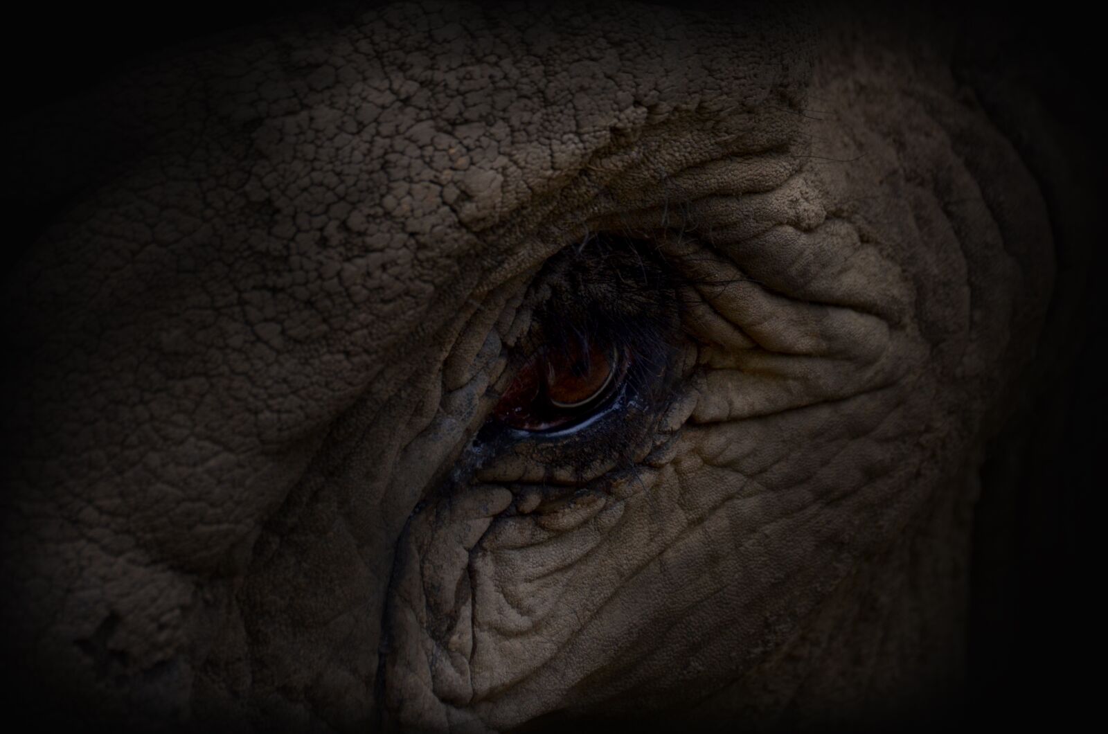 Nikon D5100 sample photo. Zoo, eye, elephant photography