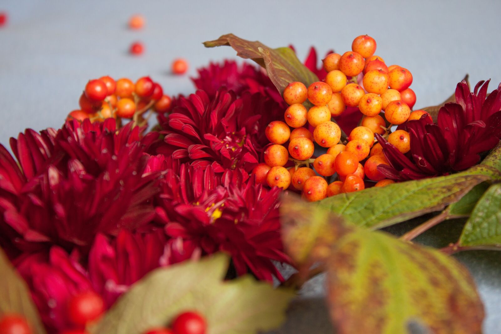 Canon EOS 500D (EOS Rebel T1i / EOS Kiss X3) sample photo. Viburnum, nature, berry photography