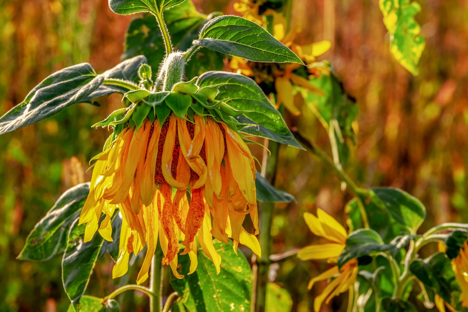 Fujifilm XF 55-200mm F3.5-4.8 R LM OIS sample photo. Sunflower, helianthus, flower photography