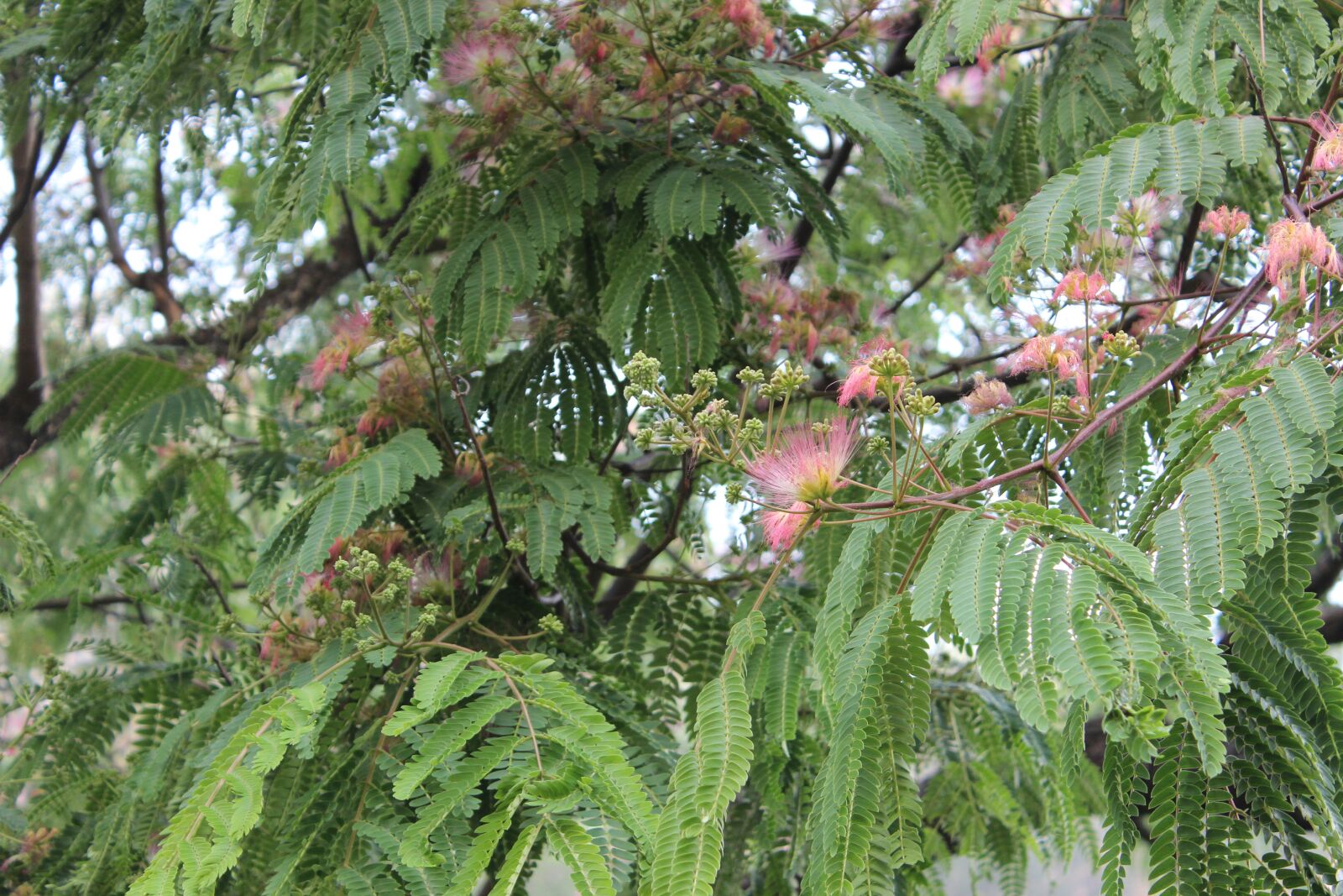 Canon EOS 600D (Rebel EOS T3i / EOS Kiss X5) sample photo. Plant, tree, flower photography