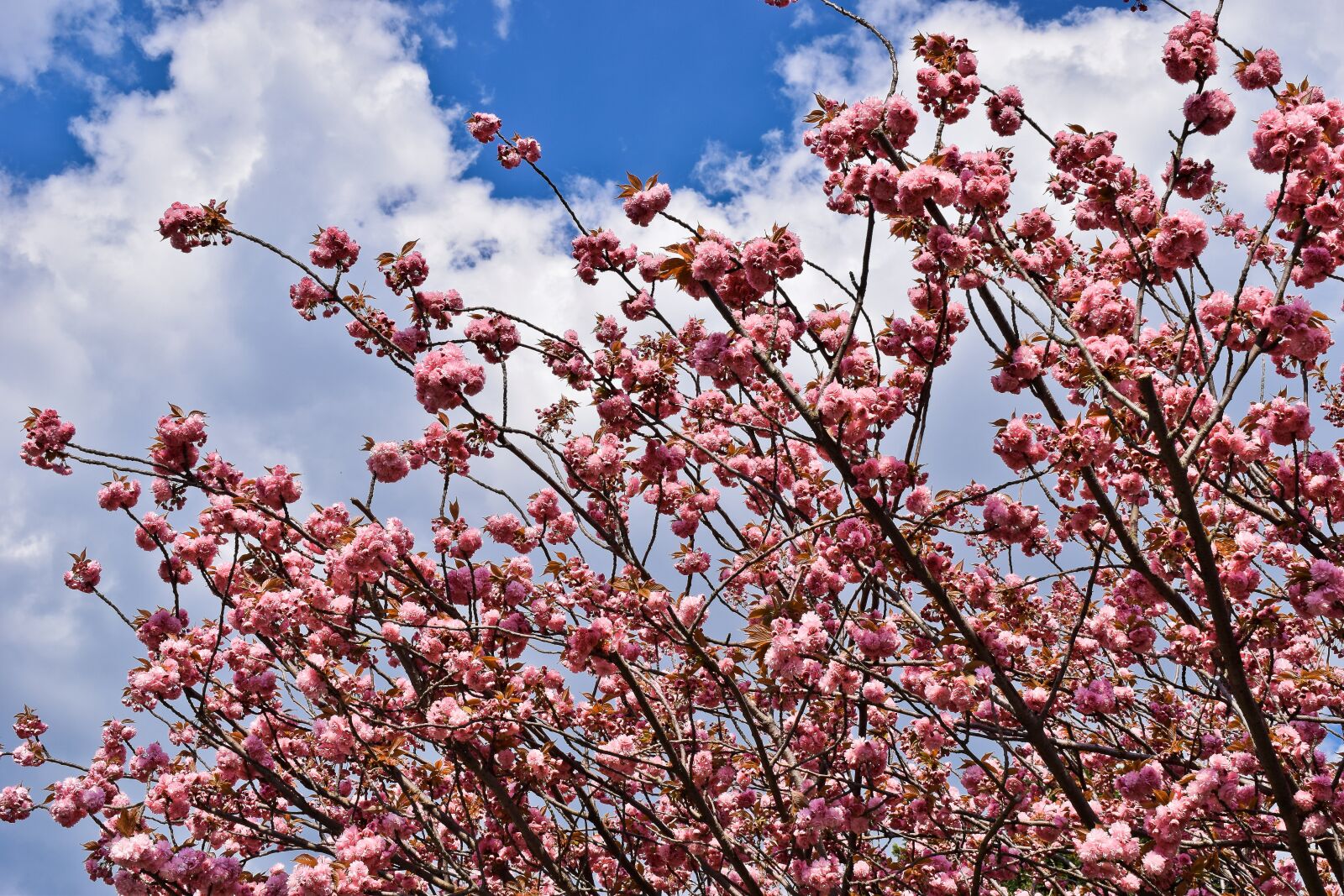 Nikon D3300 sample photo. Tree, cherry, spring photography