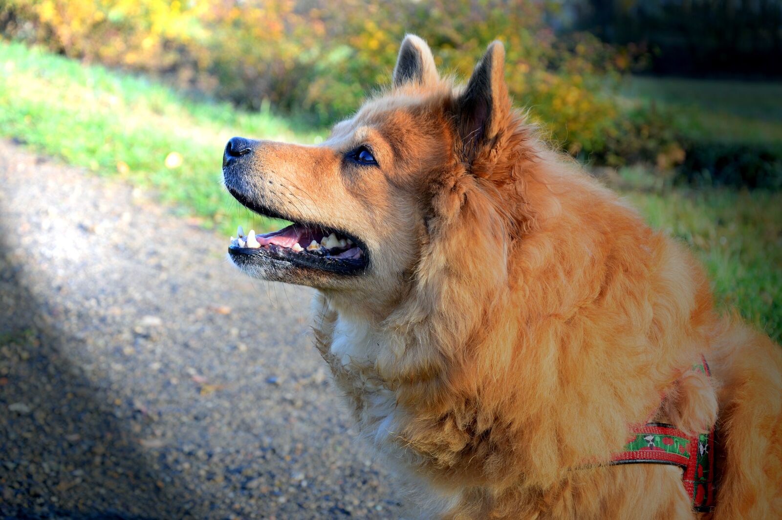 Nikon D3200 sample photo. Elo, dog, dog breed photography