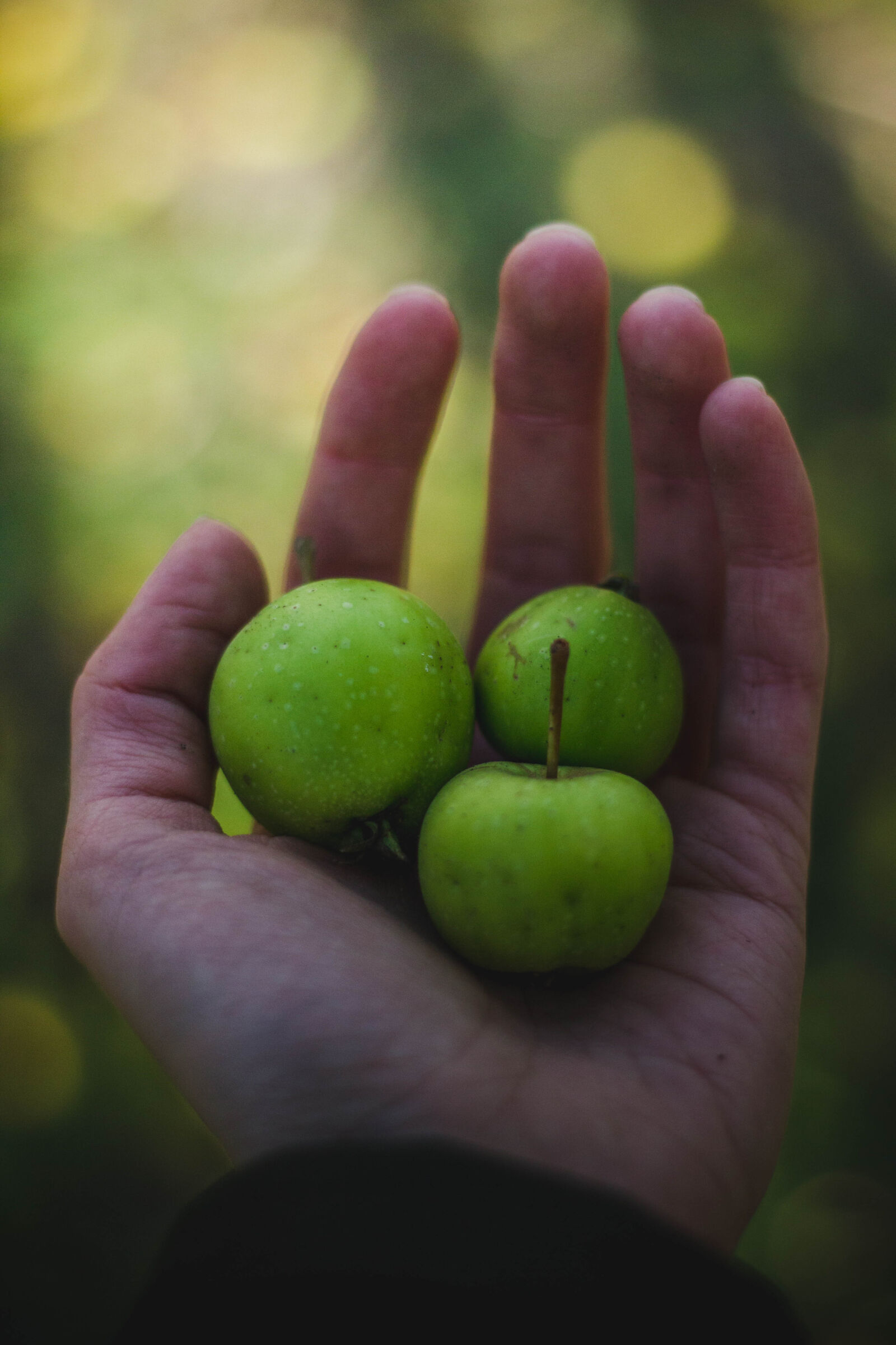 Canon EOS 600D (Rebel EOS T3i / EOS Kiss X5) + Canon EF 50mm F1.8 II sample photo. Apples, fruits, harvest, hand photography