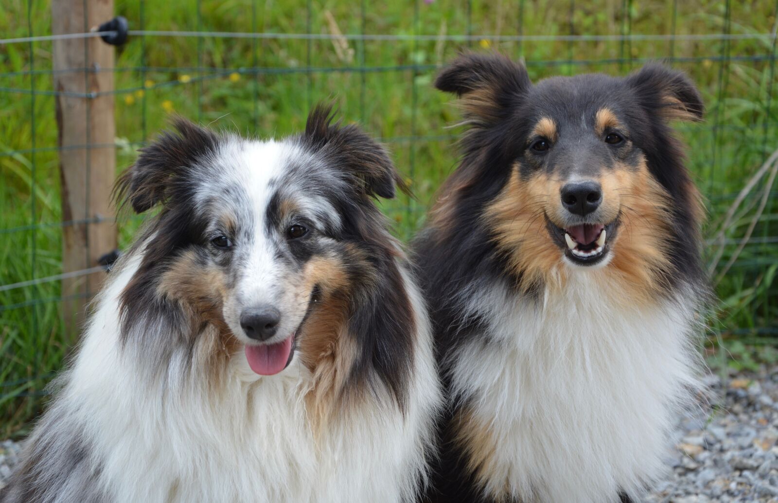 Nikon D5200 sample photo. Dogs, shepherd shetland, couple photography
