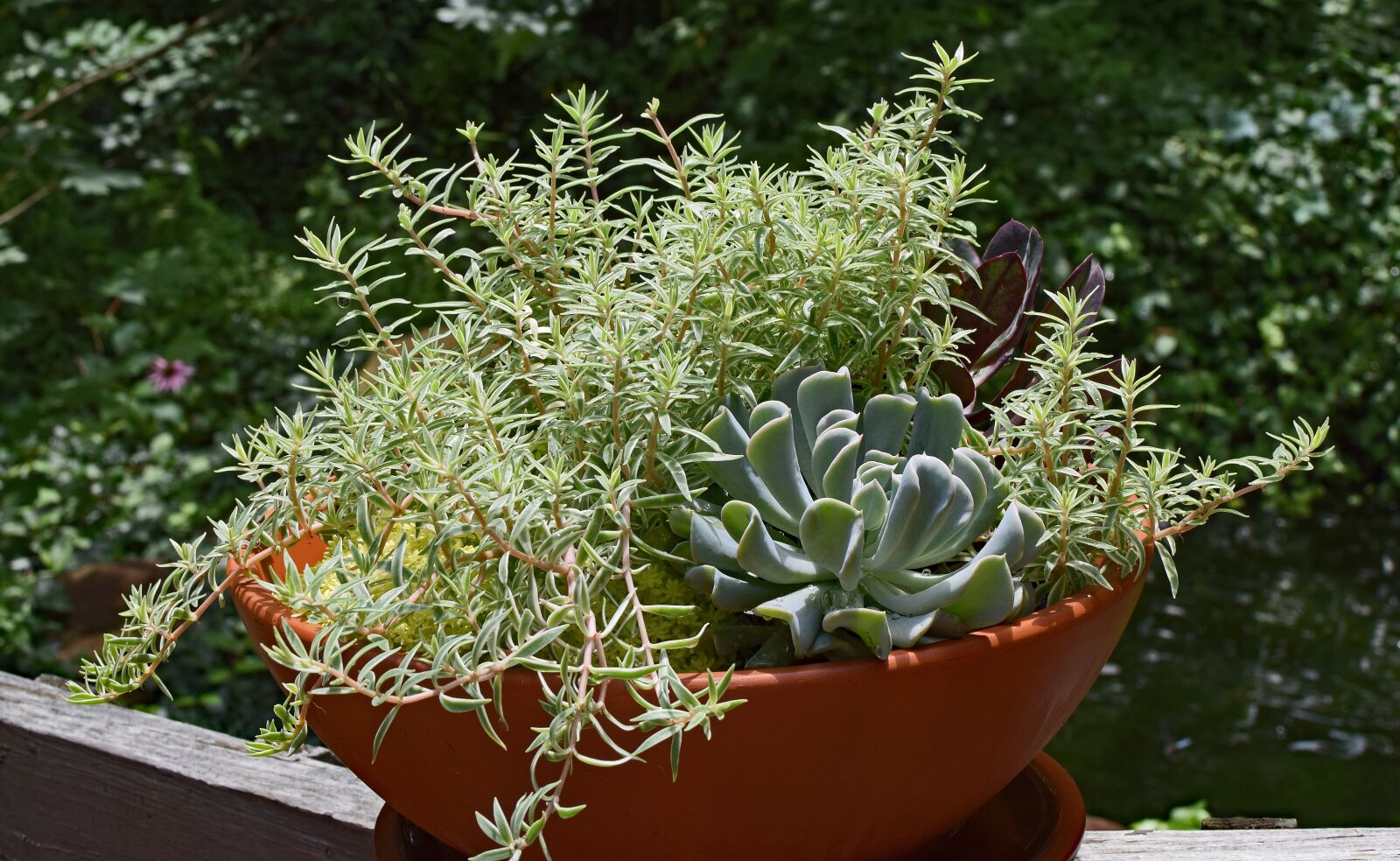 Nikon D3300 sample photo. Rain-wet succulent garden, rain-wet photography
