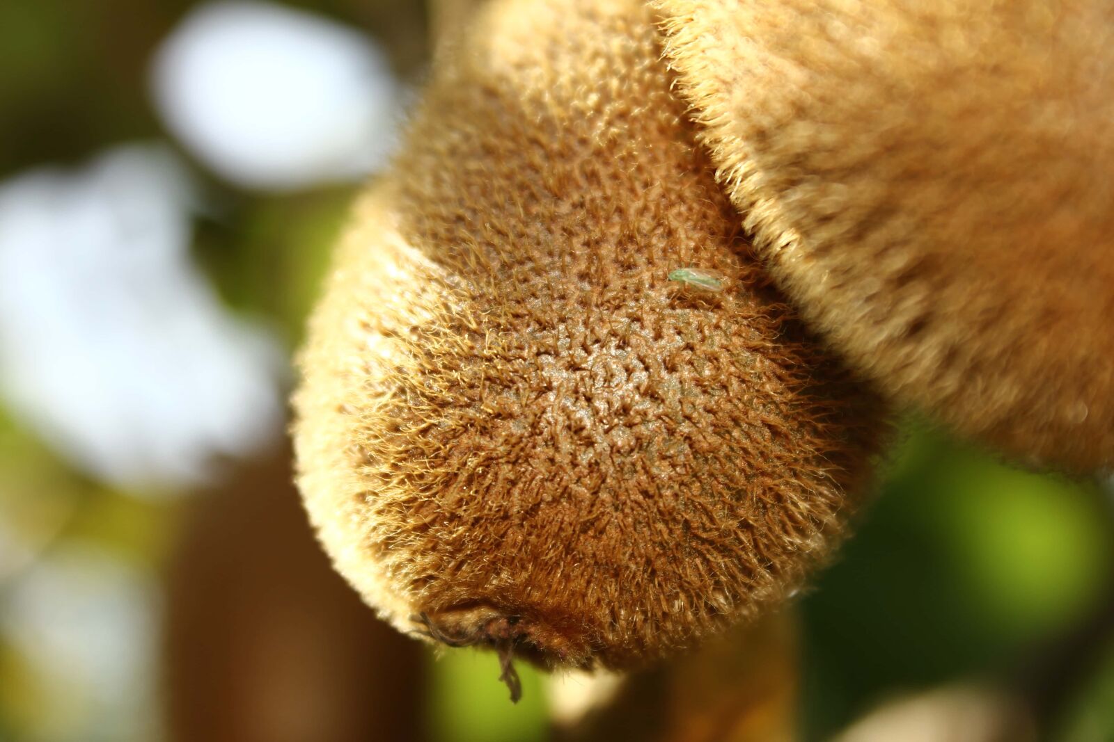 Canon EF-S 18-55mm F3.5-5.6 IS sample photo. Kiwi, close-up, orchard, organic photography