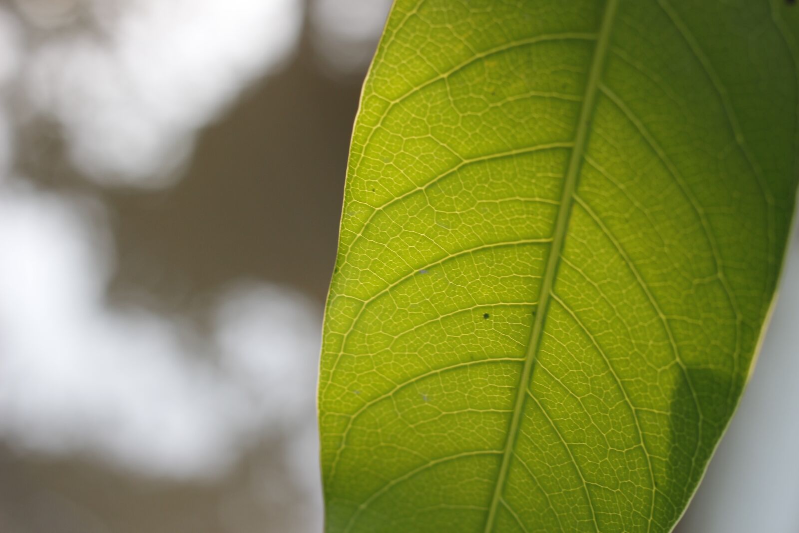 Canon EOS 600D (Rebel EOS T3i / EOS Kiss X5) + Canon EF 50mm F1.8 STM sample photo. Leaf, single, one photography