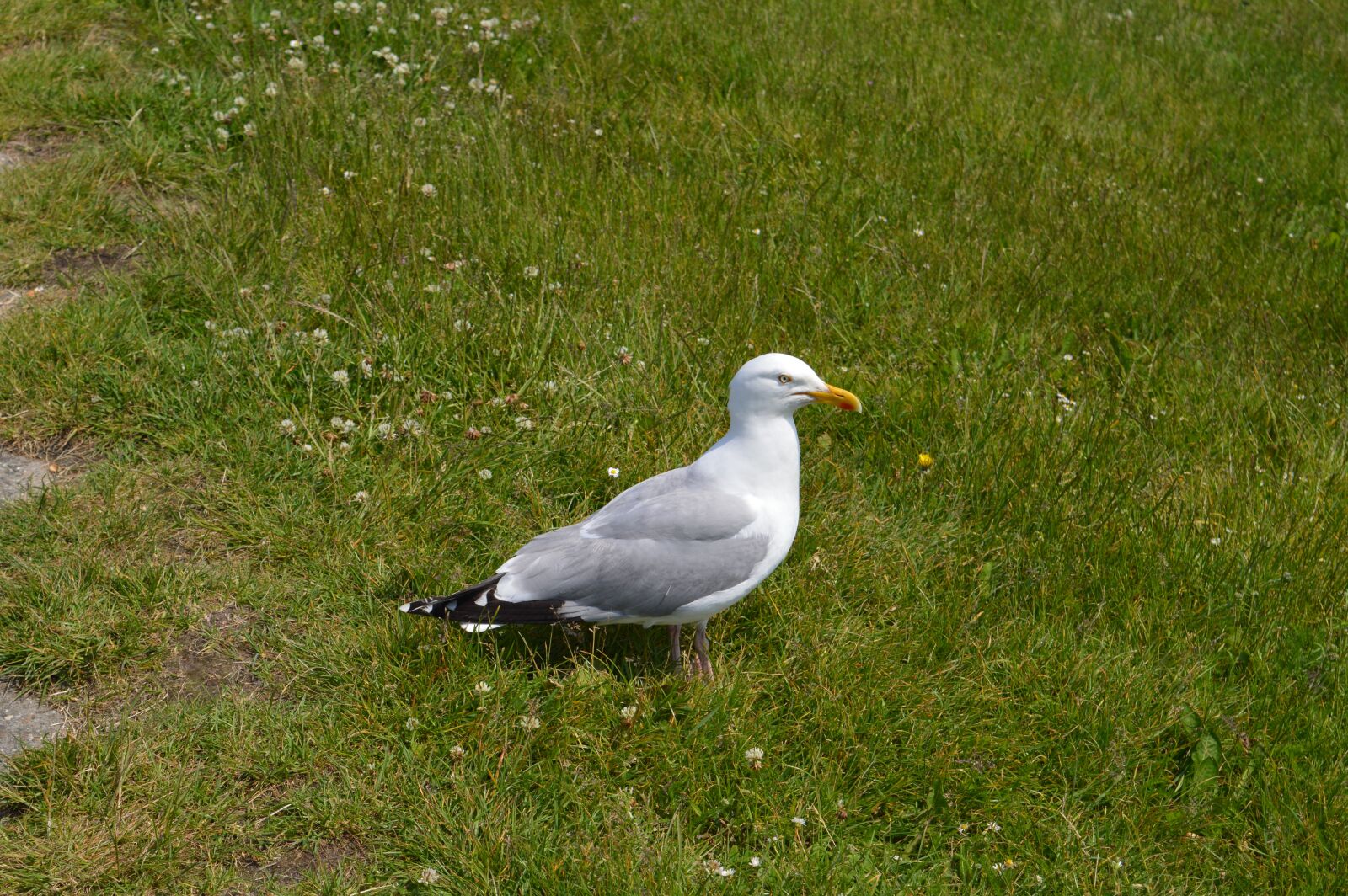 Nikon D3200 sample photo. Seagull, bird, meadow photography