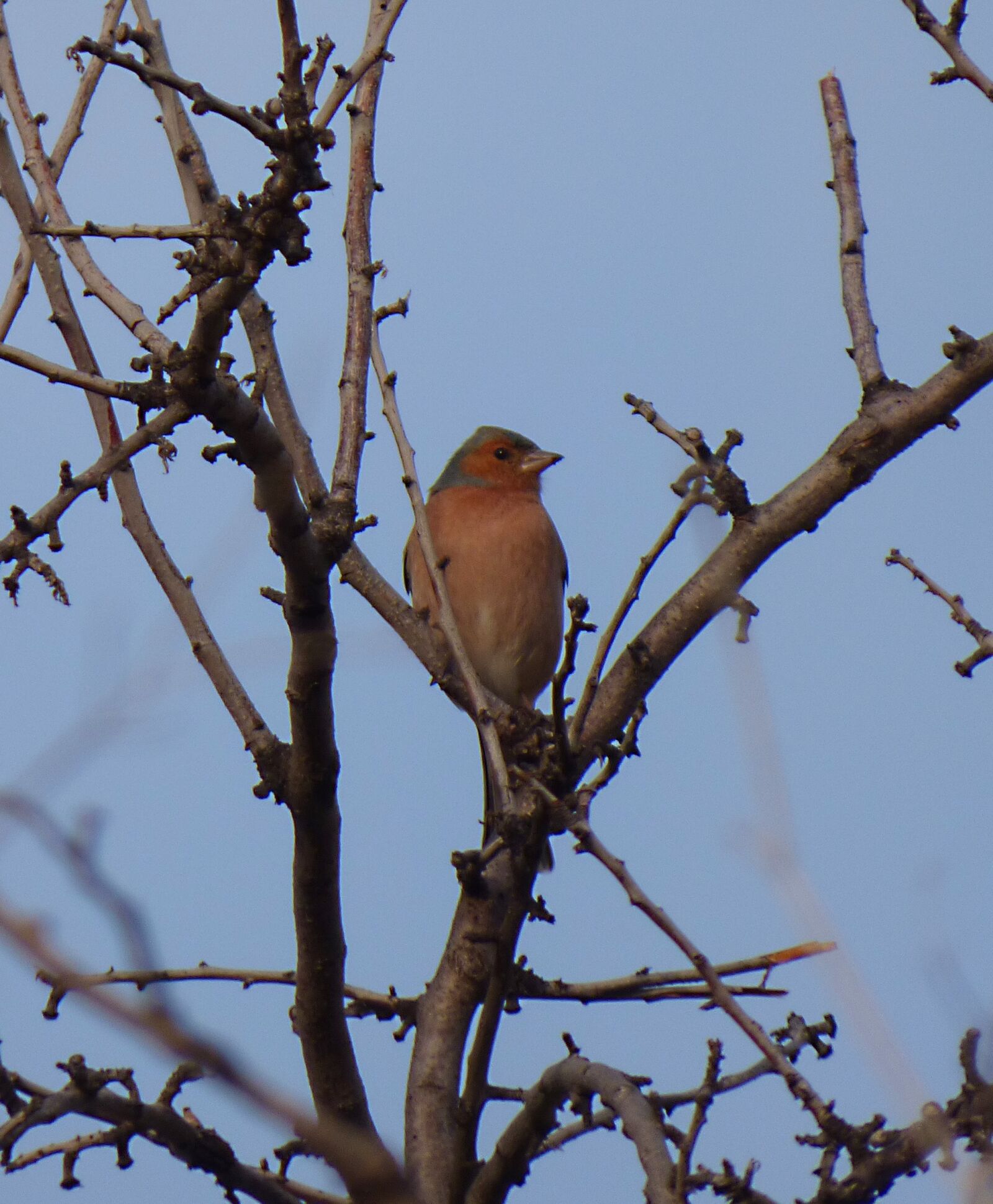 Panasonic Lumix DMC-FZ70 sample photo. Finch, bird, pinsa photography