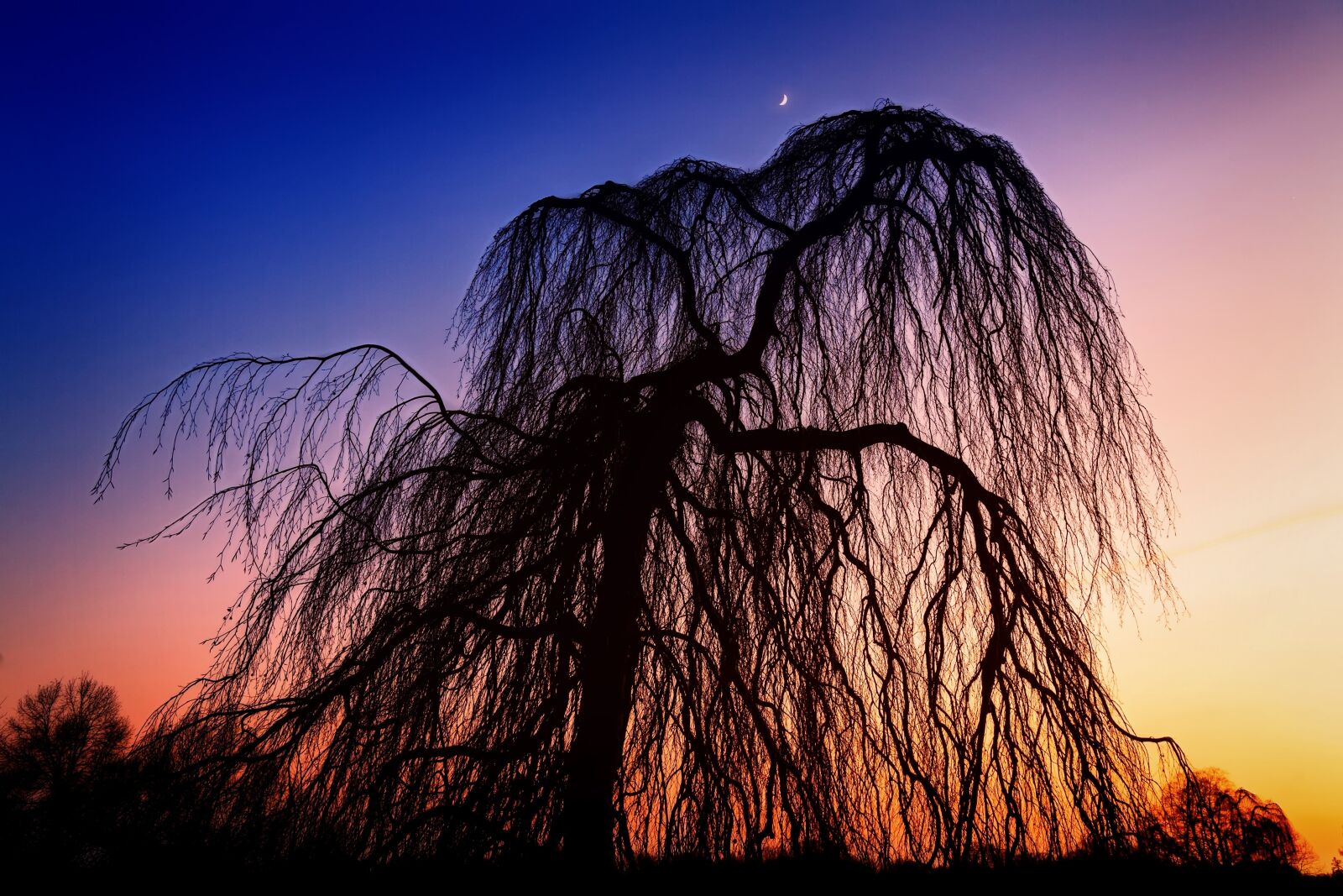 Canon EOS 5D sample photo. Sky, nature, tree photography