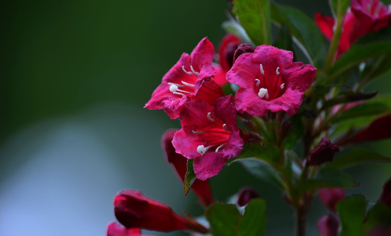Nikon D5200 sample photo. Flowers, field, meadow photography