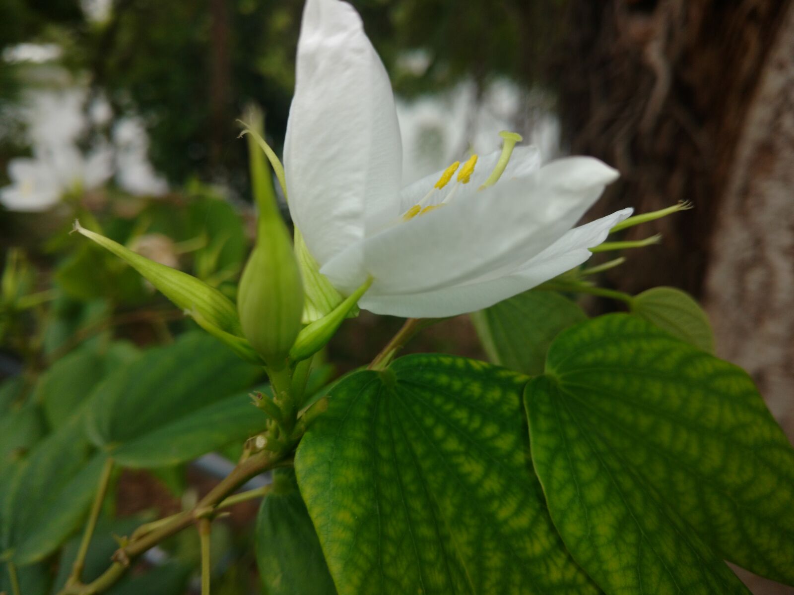 Motorola Moto X Play sample photo. Beautiful, flowers, nature, wallpaper photography