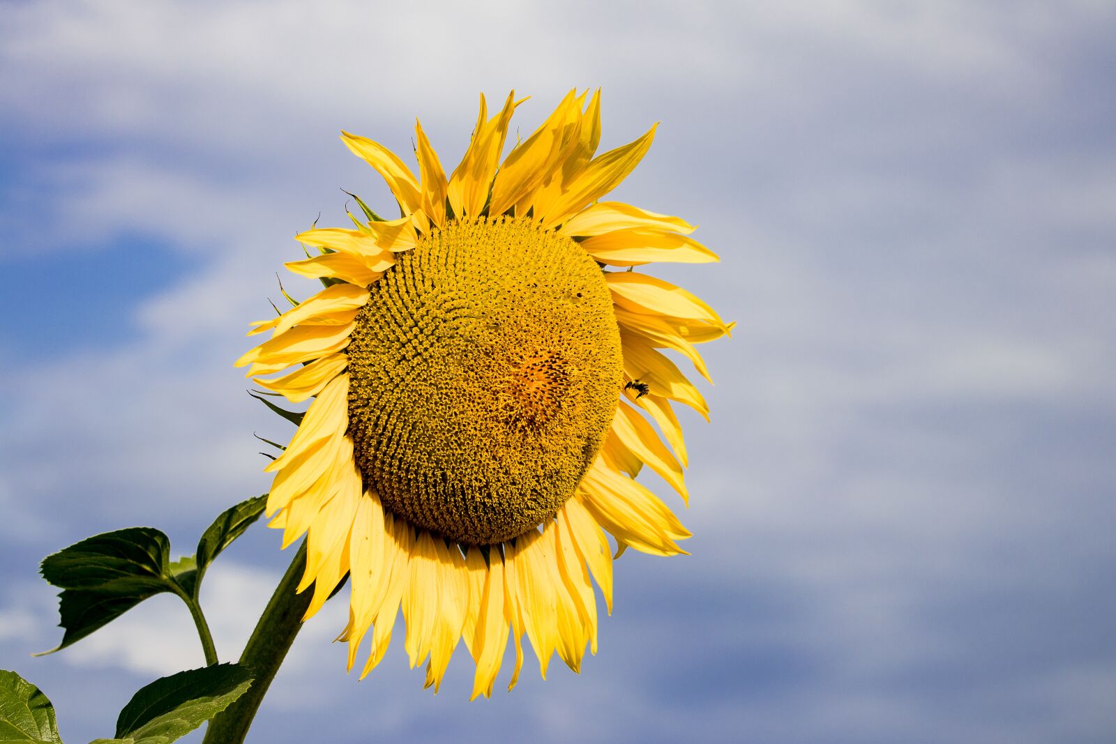 Canon EF-S 55-250mm F4-5.6 IS STM sample photo. Sunflower, plant, blossom photography