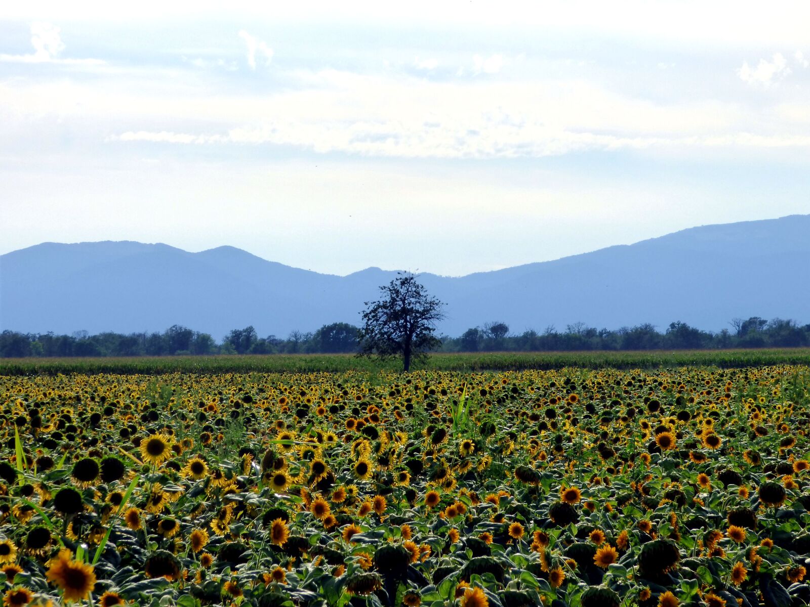 Panasonic DMC-FZ72 sample photo. Field, sunflower, tree photography