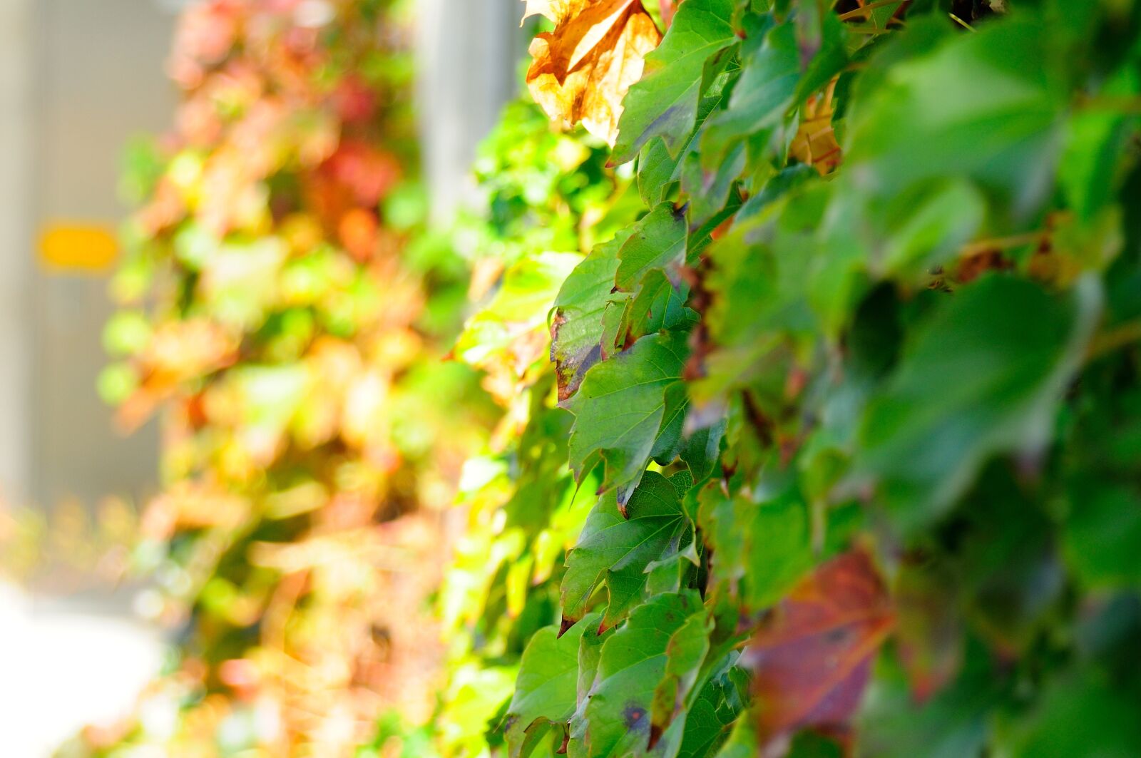 Nikon D300 sample photo. Plants, nature, wall photography