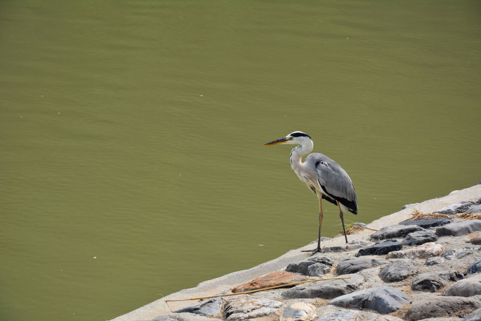 Nikon D5200 sample photo. Bird, river, riverside photography