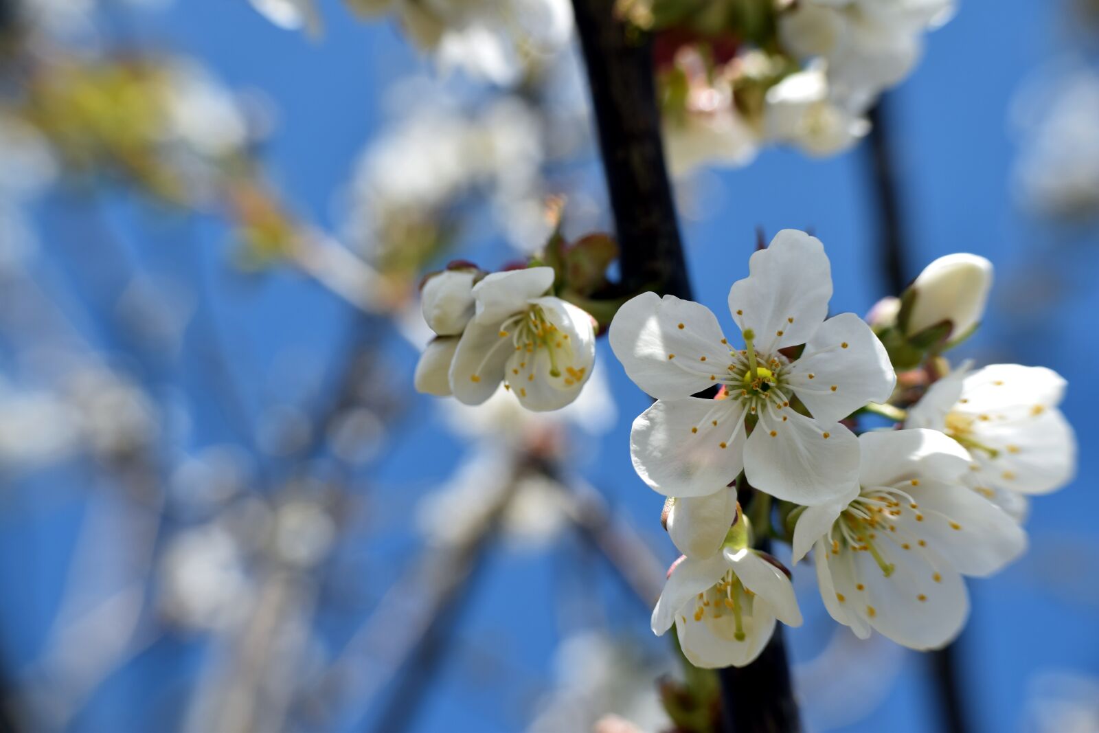 Nikon D5300 sample photo. Cherry blossom, white, spring photography